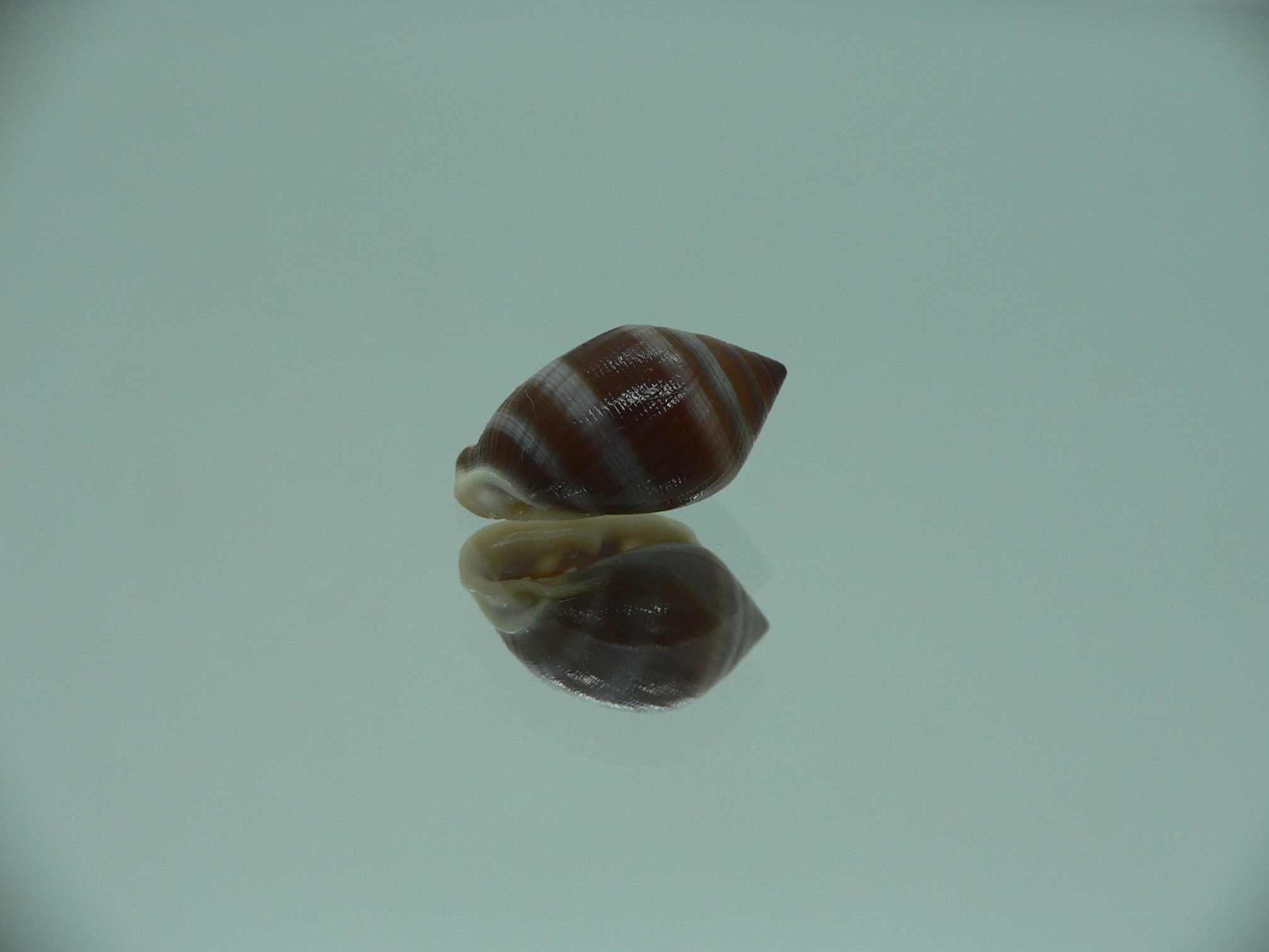Cassidula vespertilionis