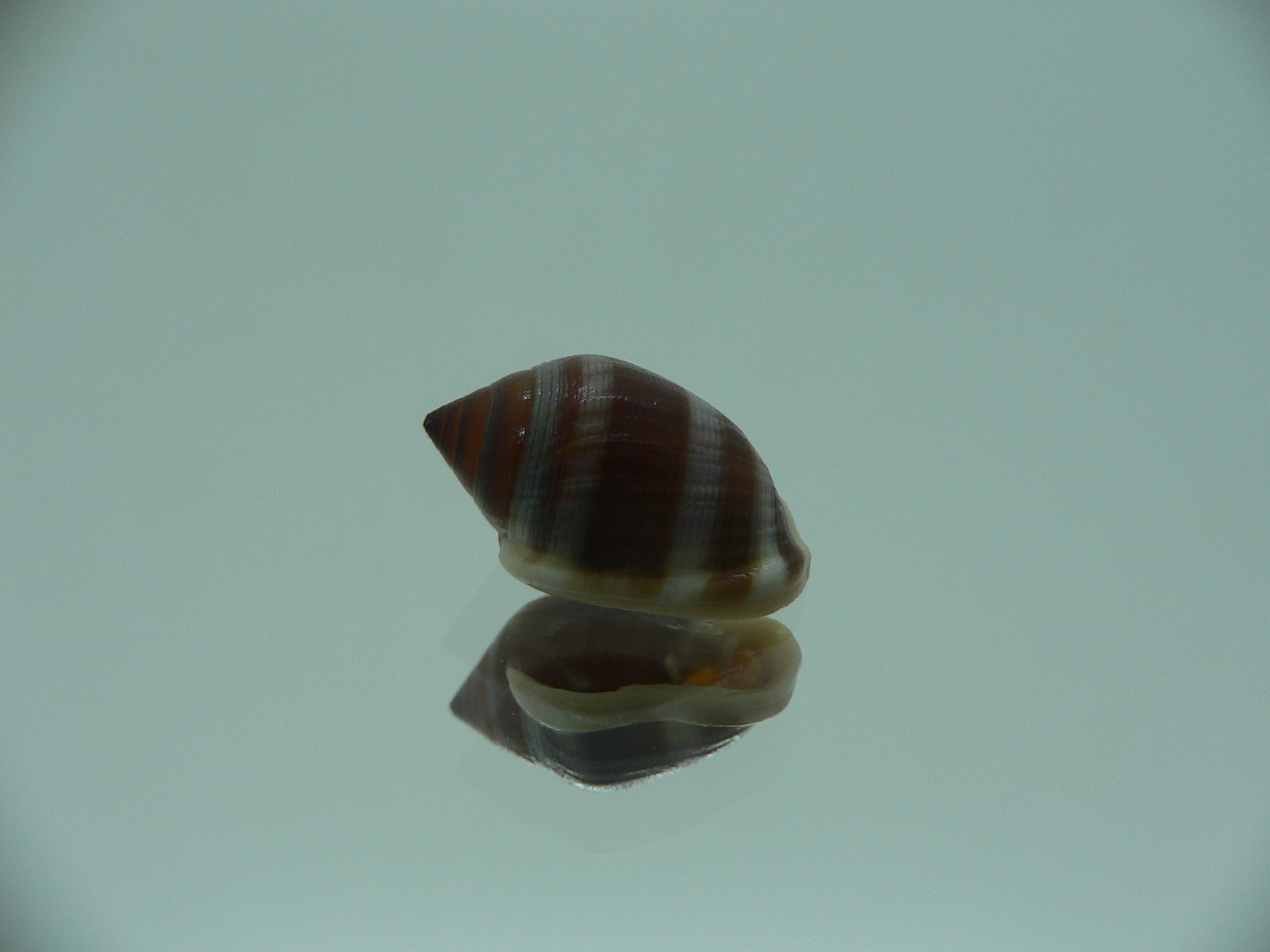 Cassidula vespertilionis