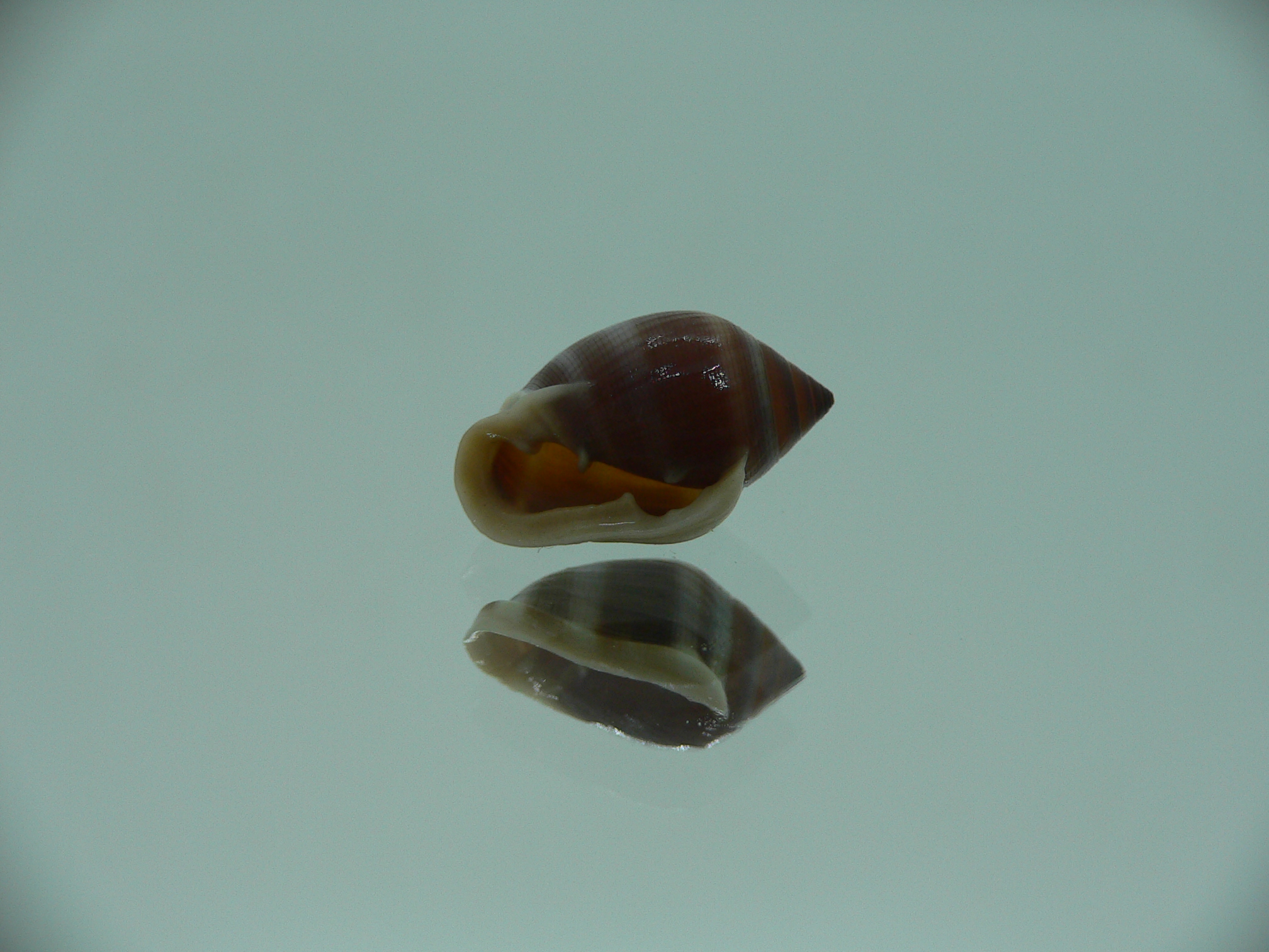 Cassidula vespertilionis