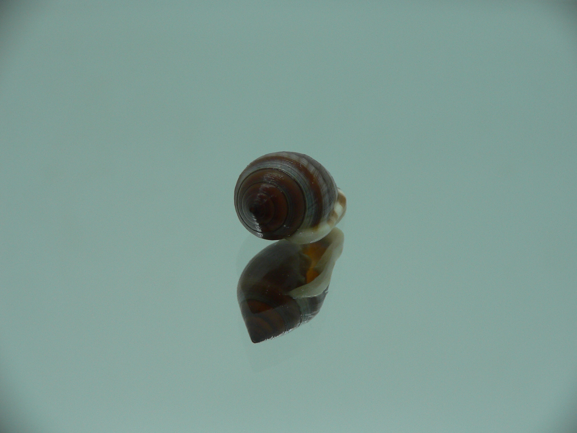 Cassidula vespertilionis