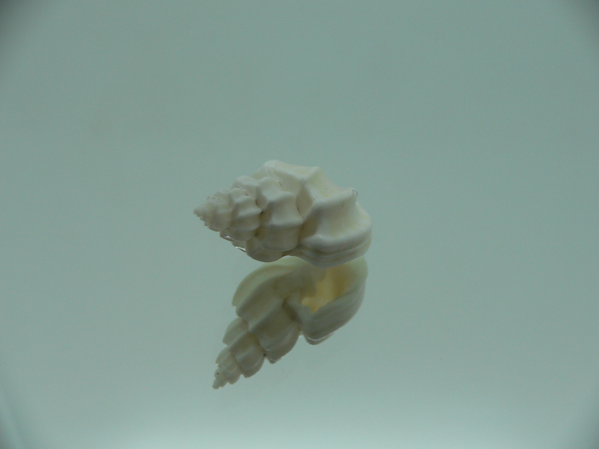 Trigonostoma bocageana SUPER & GIANT