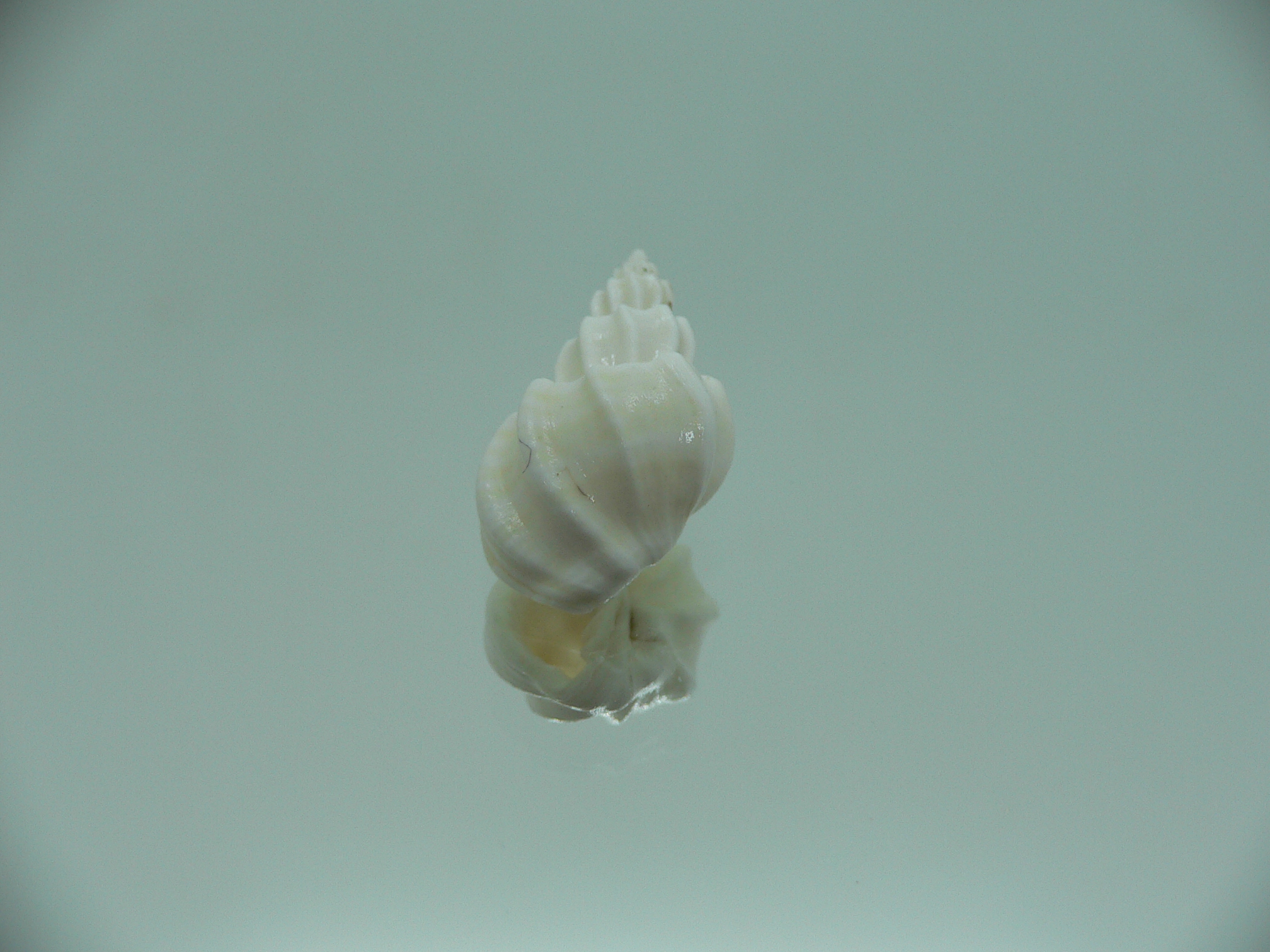 Trigonostoma bocageana SUPER & GIANT
