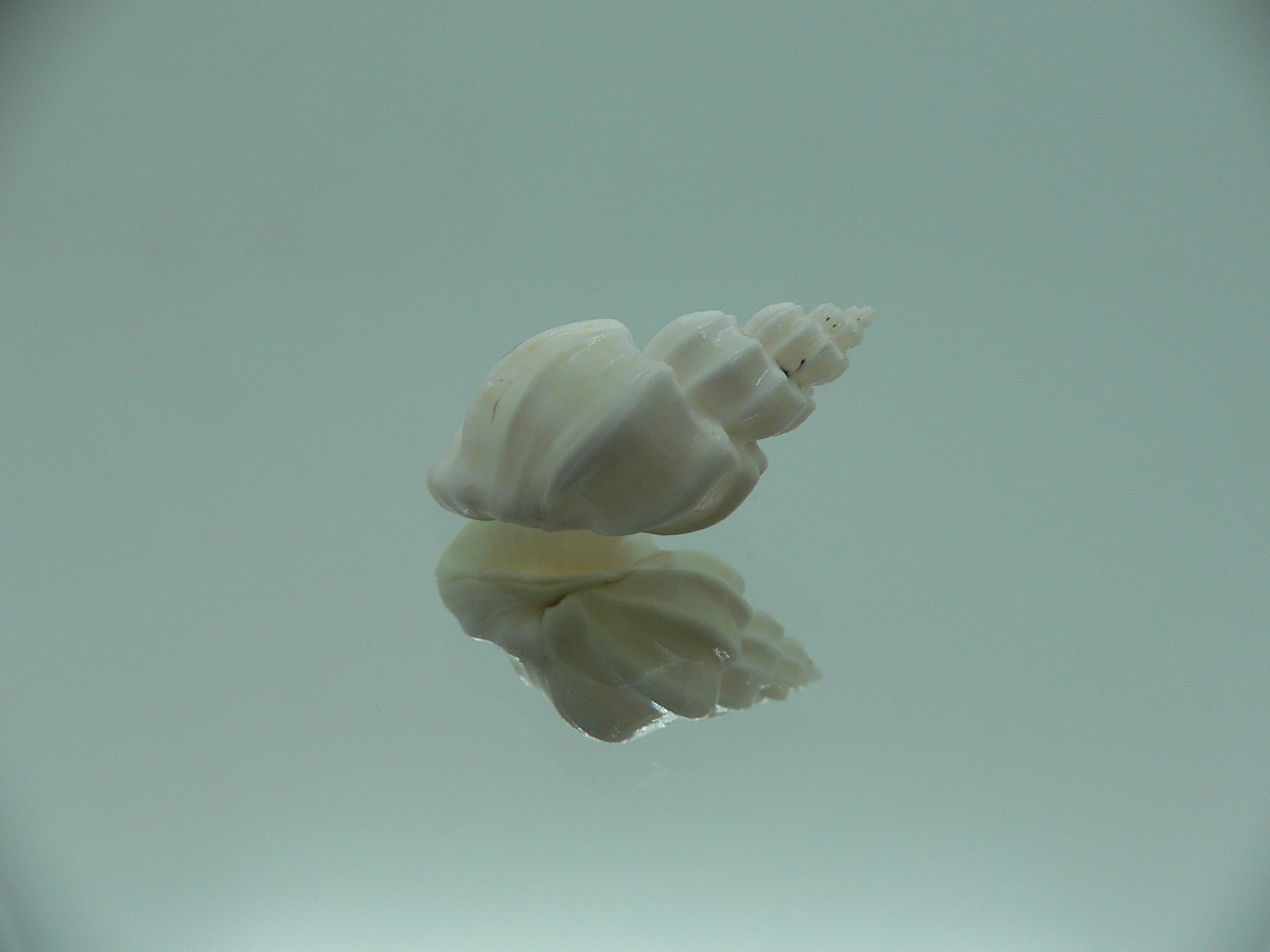 Trigonostoma bocageana SUPER & GIANT
