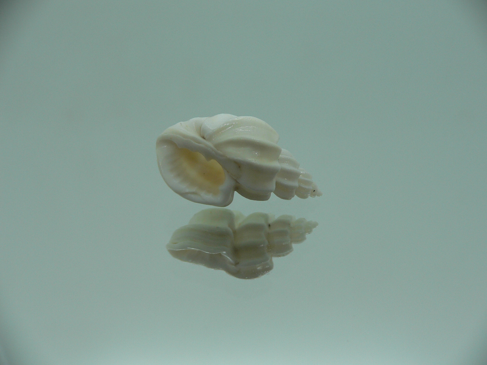 Trigonostoma bocageana SUPER & GIANT