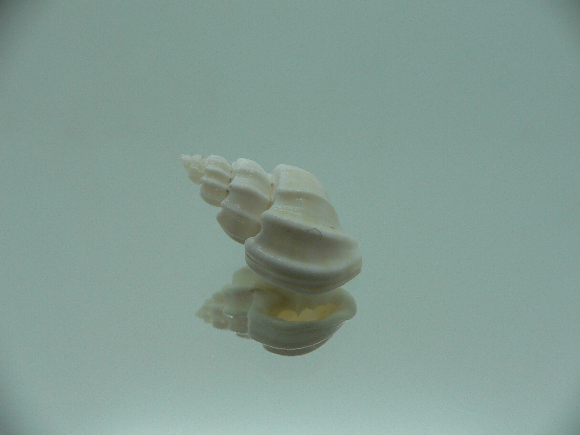 Trigonostoma bocageana SUPER & GIANT