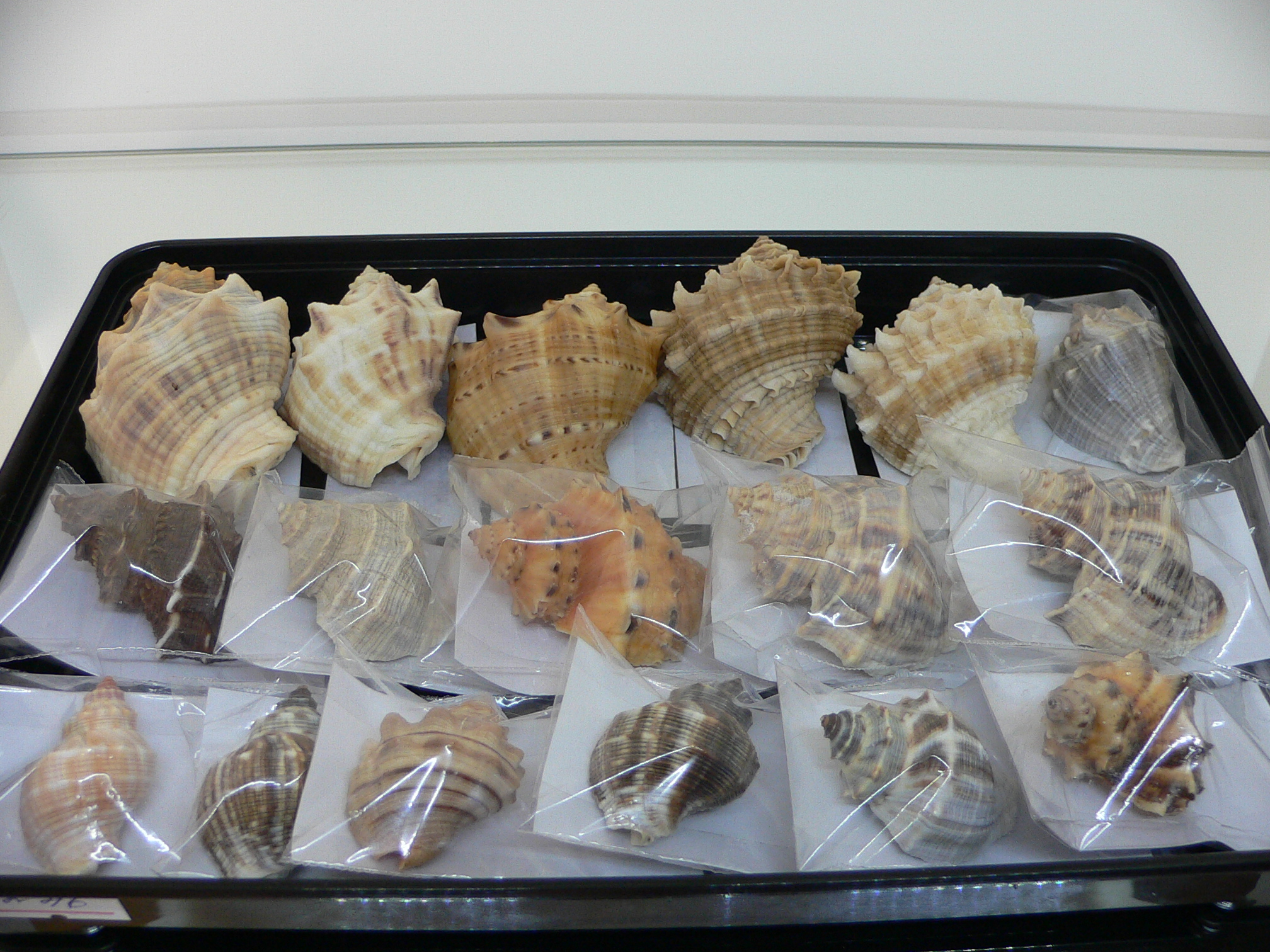 Indothais lacera SUPER COLOR