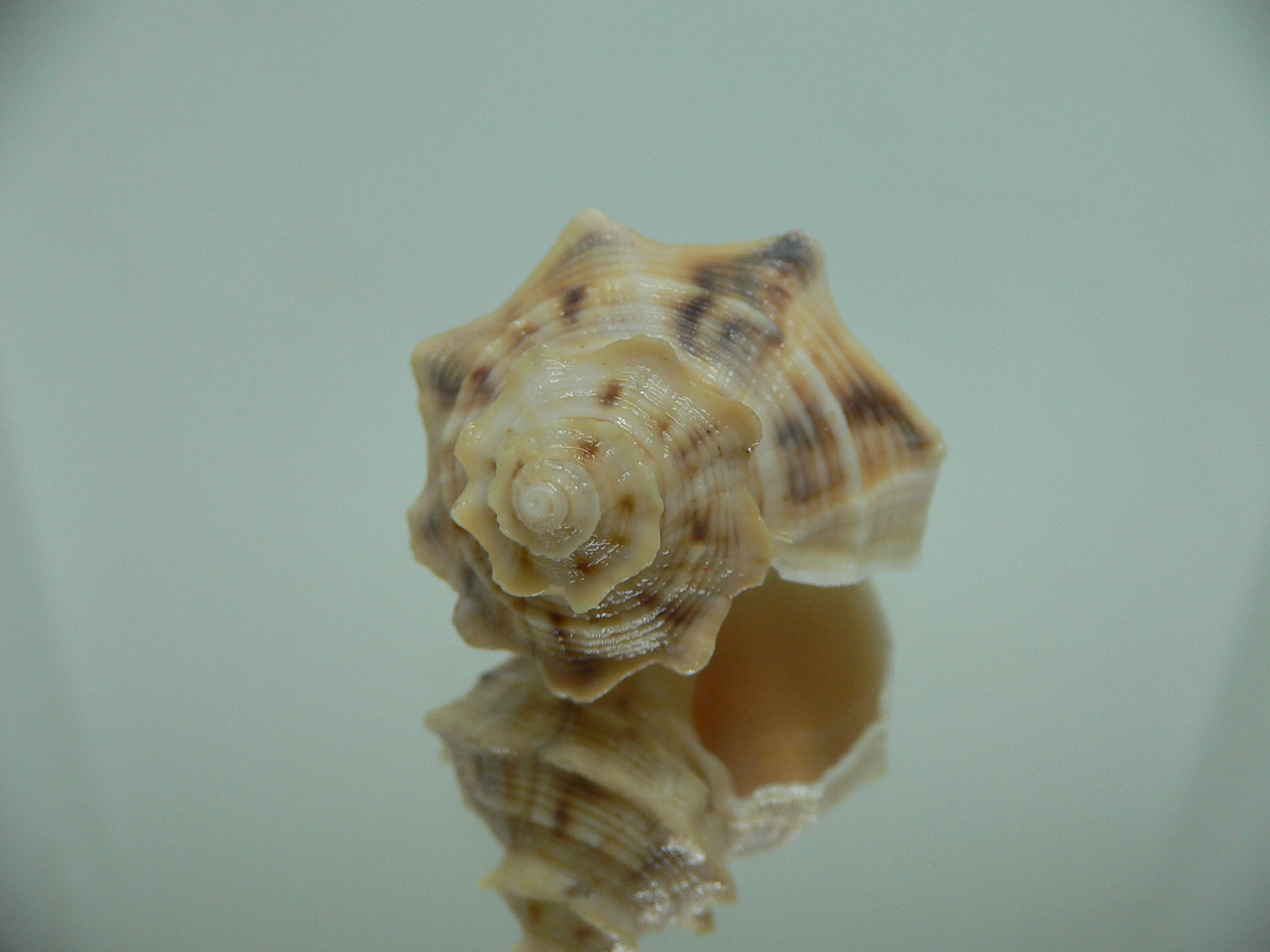 Indothais lacera SUPER COLOR