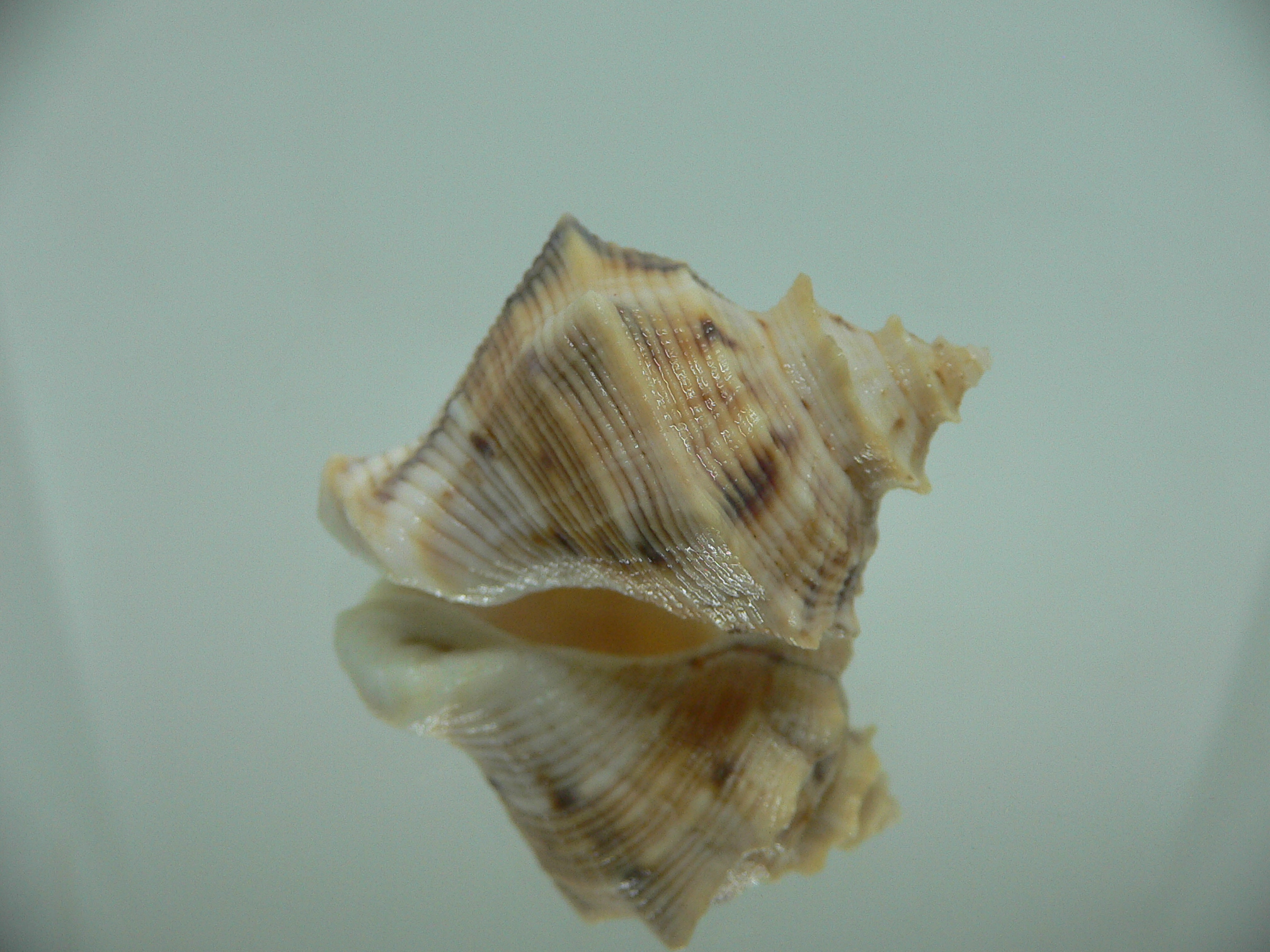 Indothais lacera SUPER COLOR