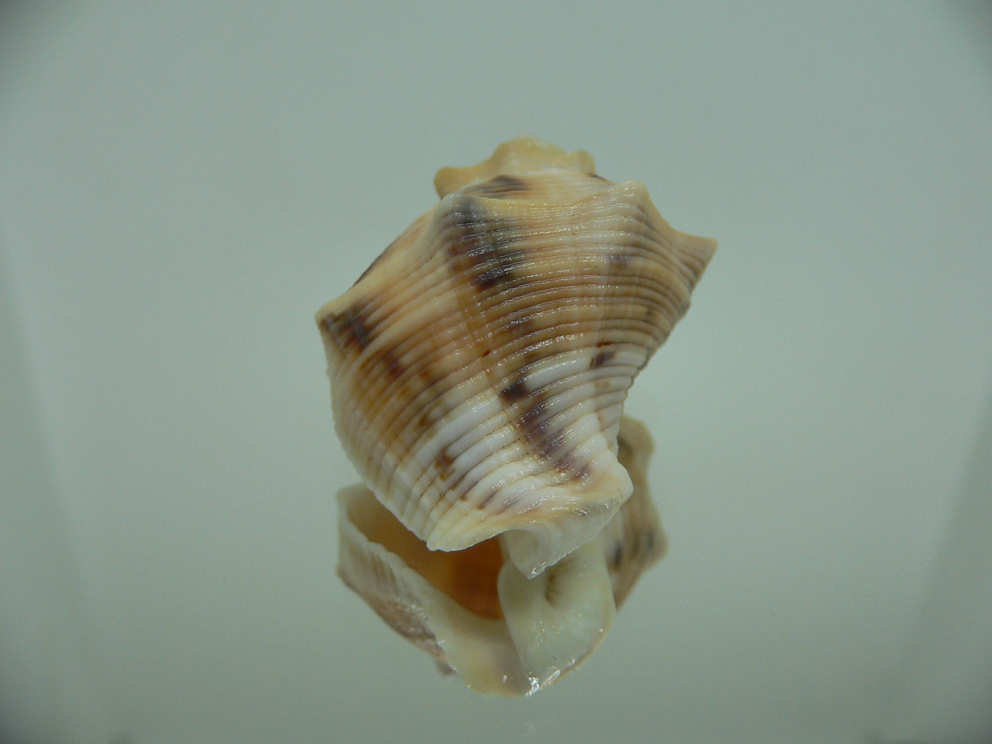 Indothais lacera SUPER COLOR