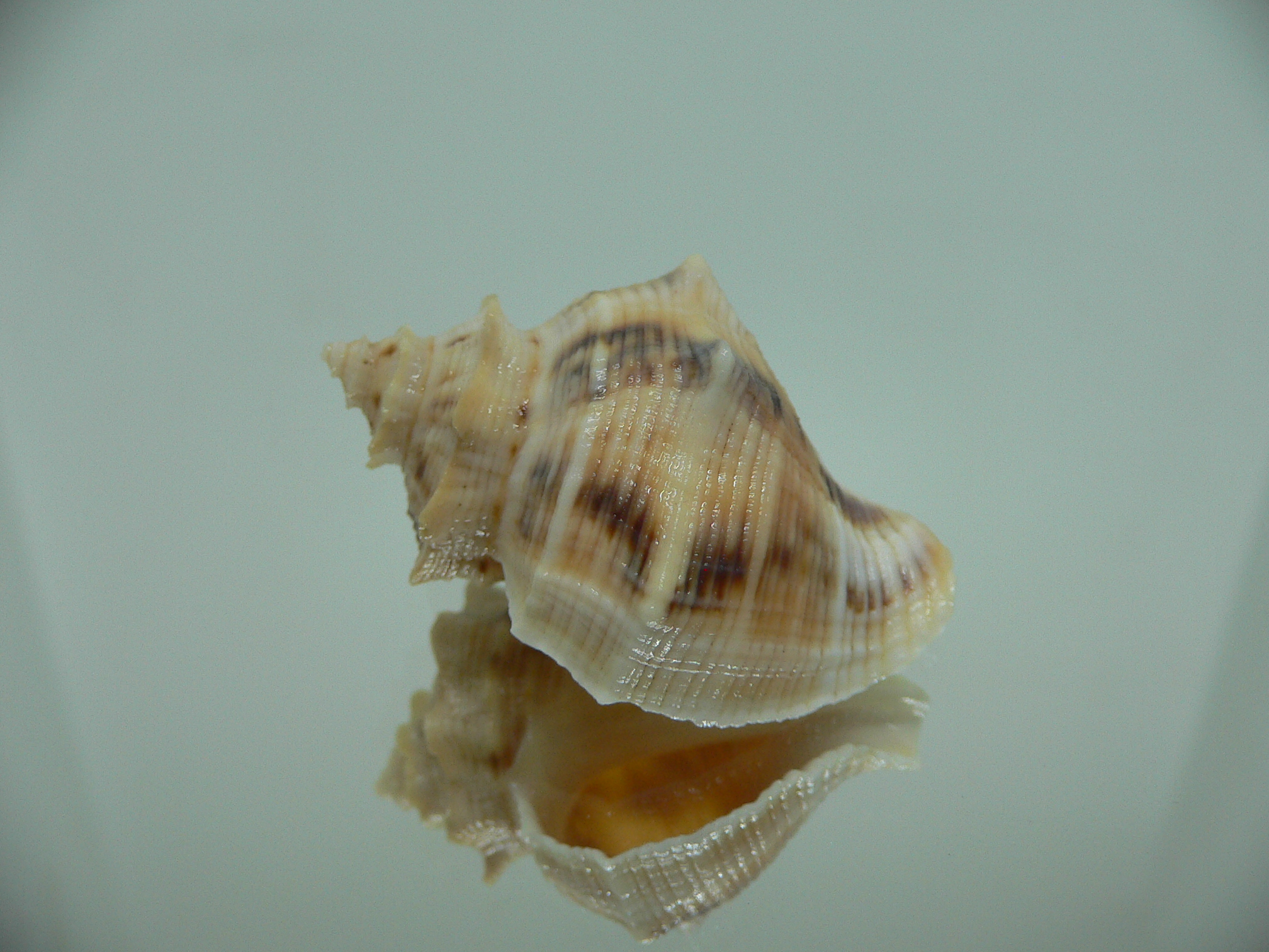 Indothais lacera SUPER COLOR