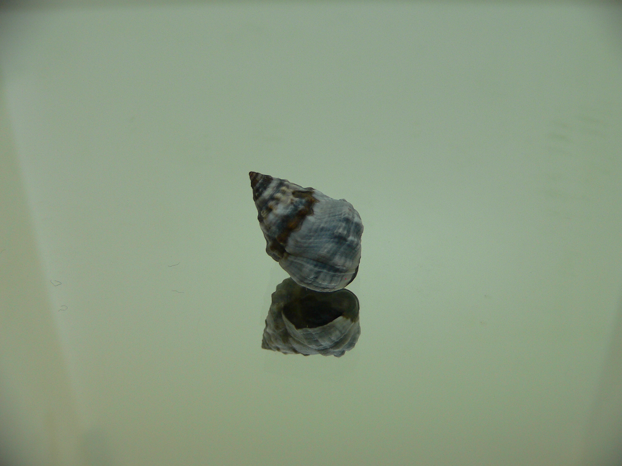 Echinolittorina pascua GIANT