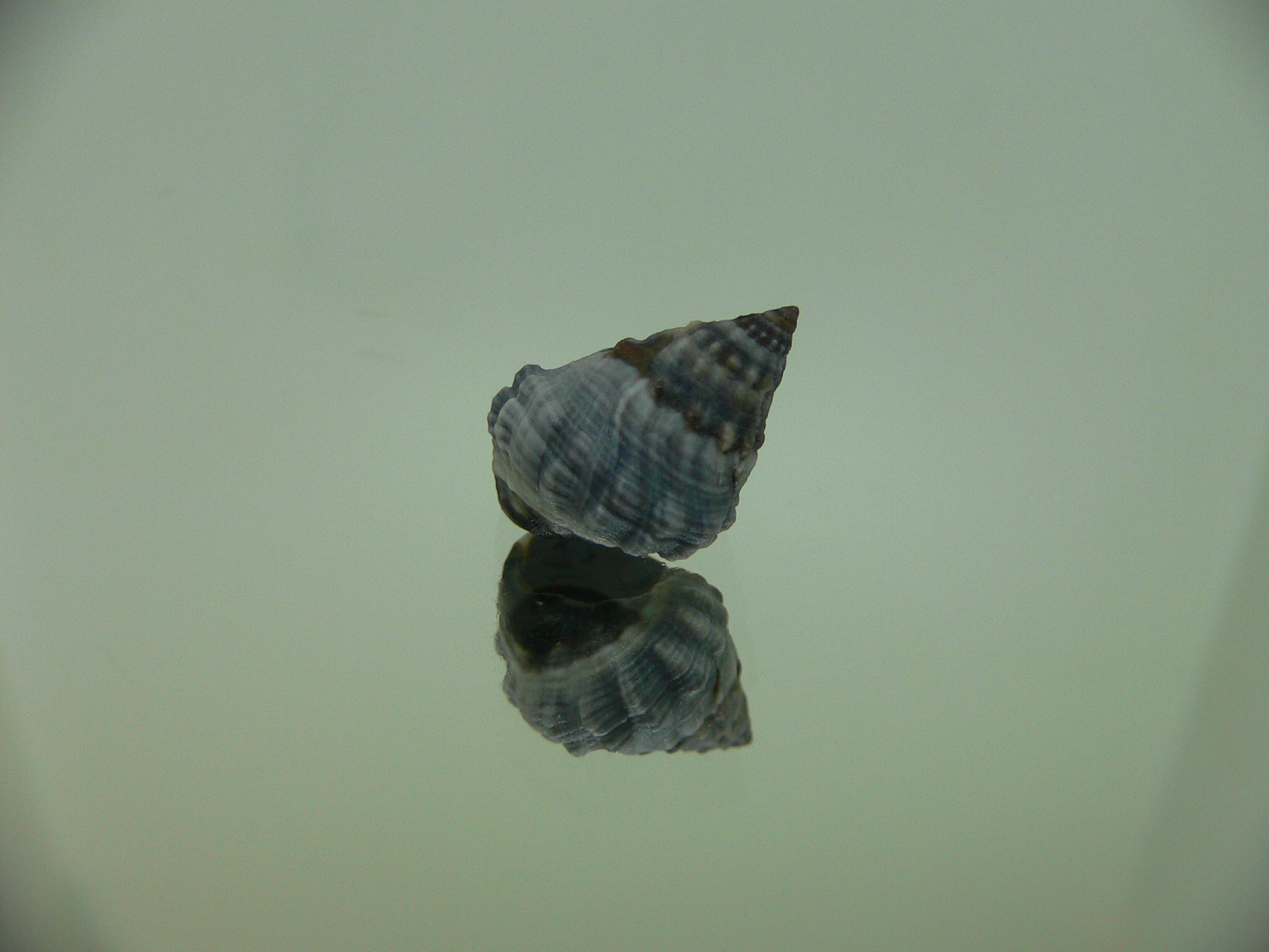 Echinolittorina pascua GIANT