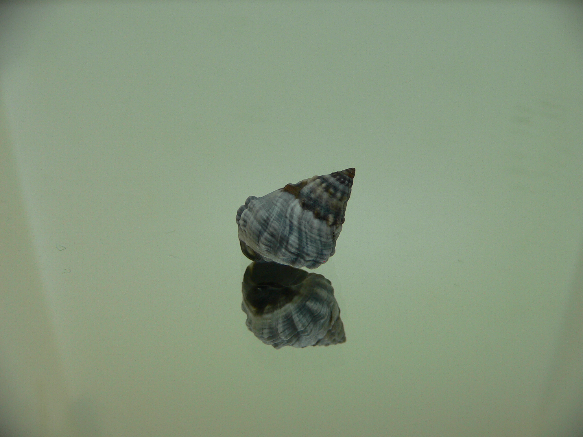 Echinolittorina pascua GIANT