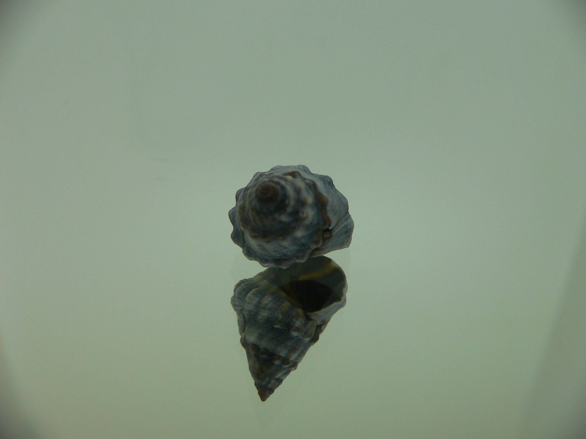 Echinolittorina pascua GIANT