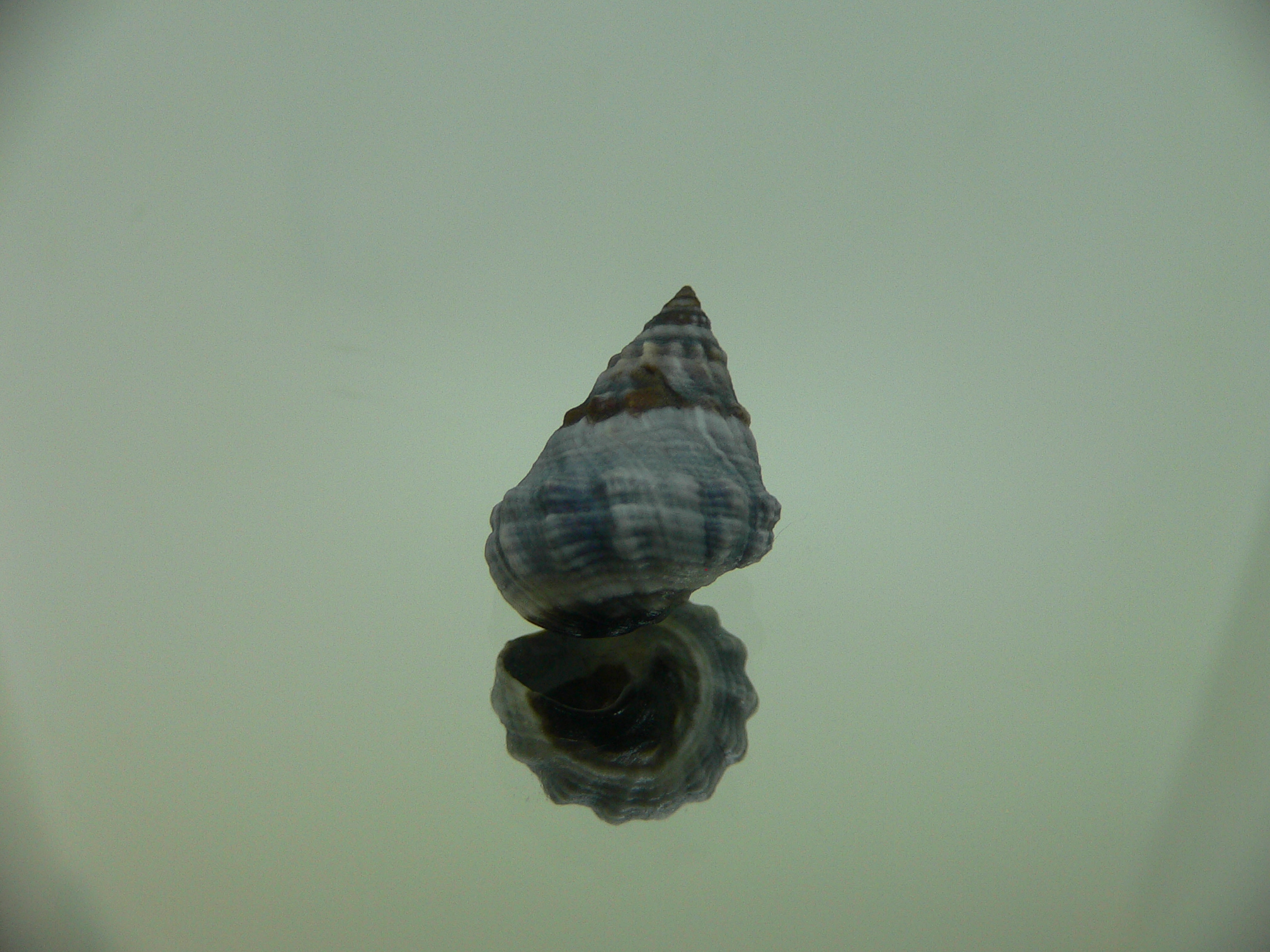 Echinolittorina pascua GIANT