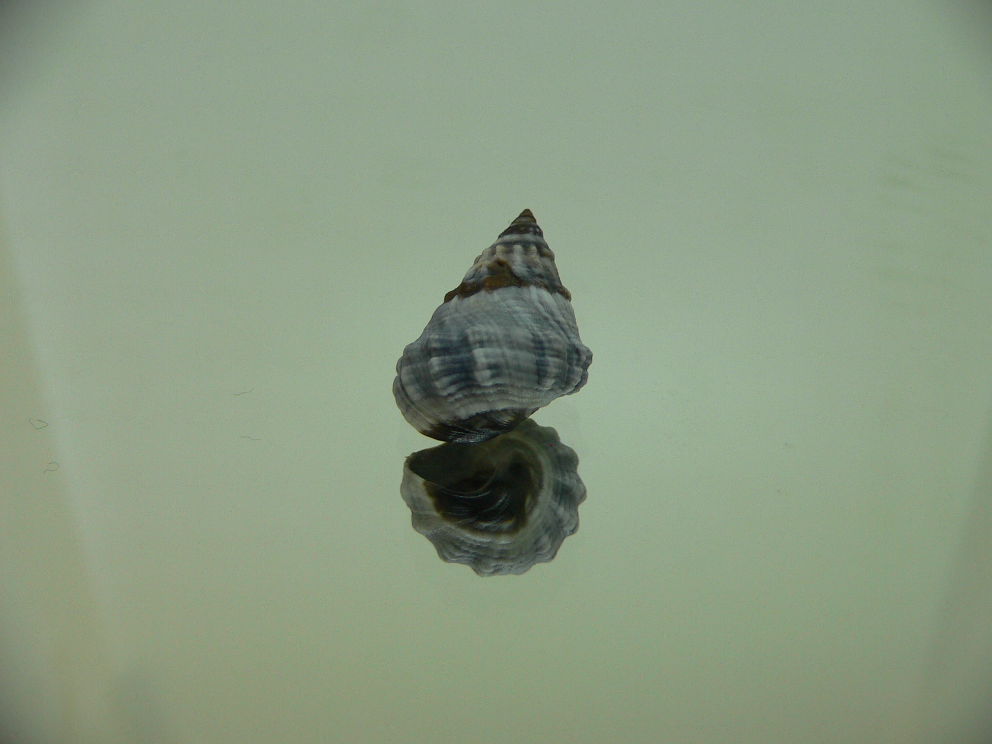Echinolittorina pascua GIANT