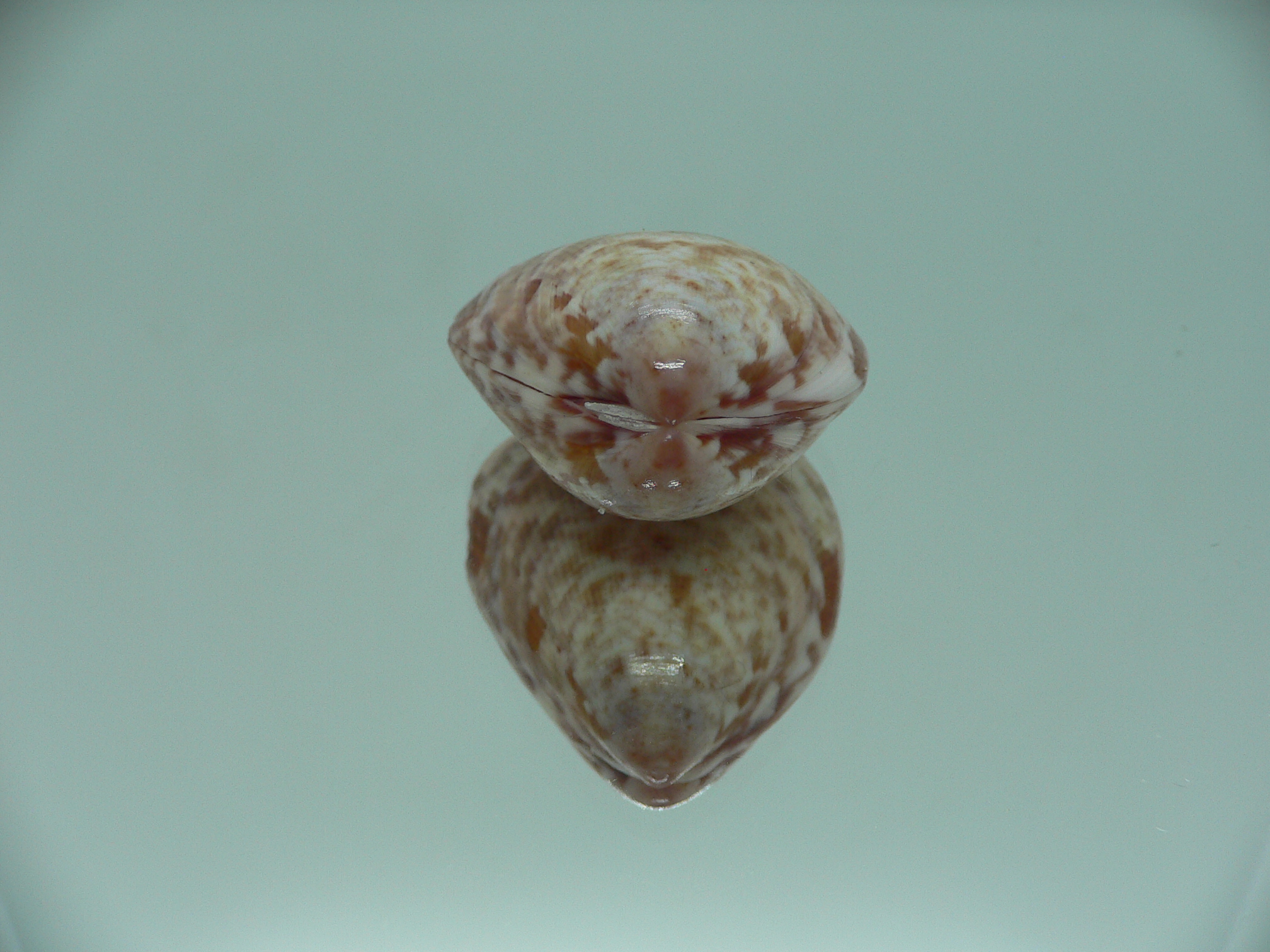 Acrosterigma biradiatum COLOR