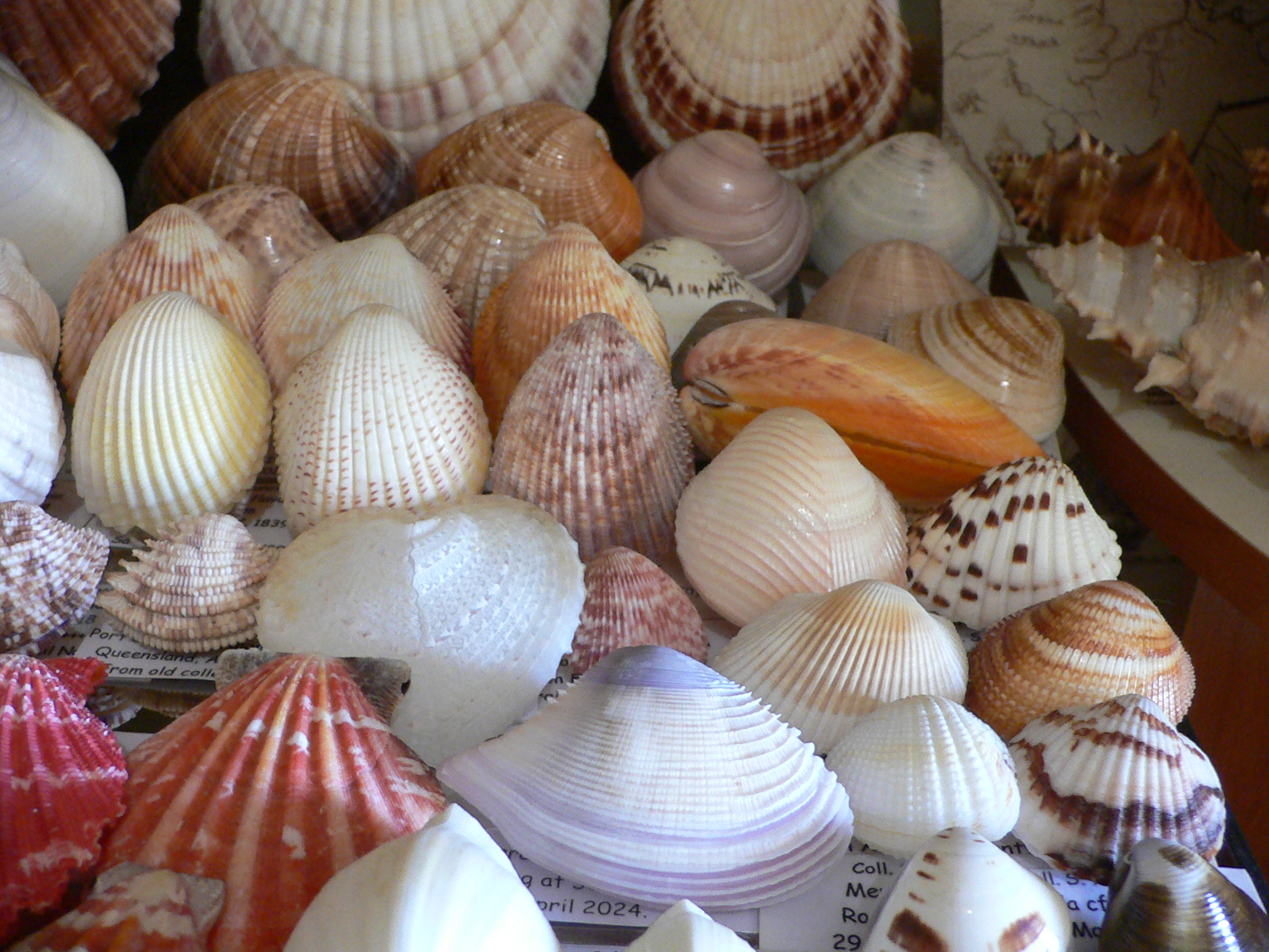 Acrosterigma biradiatum COLOR