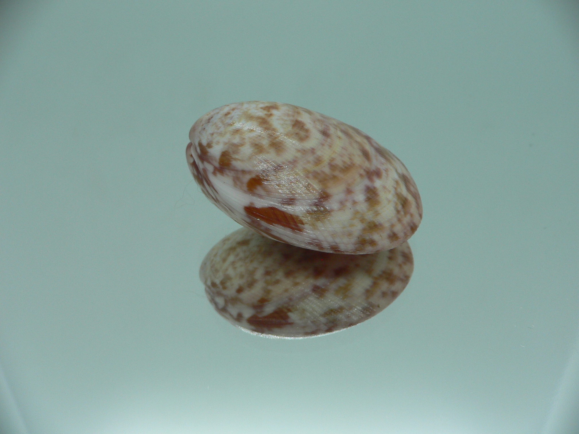 Acrosterigma biradiatum COLOR