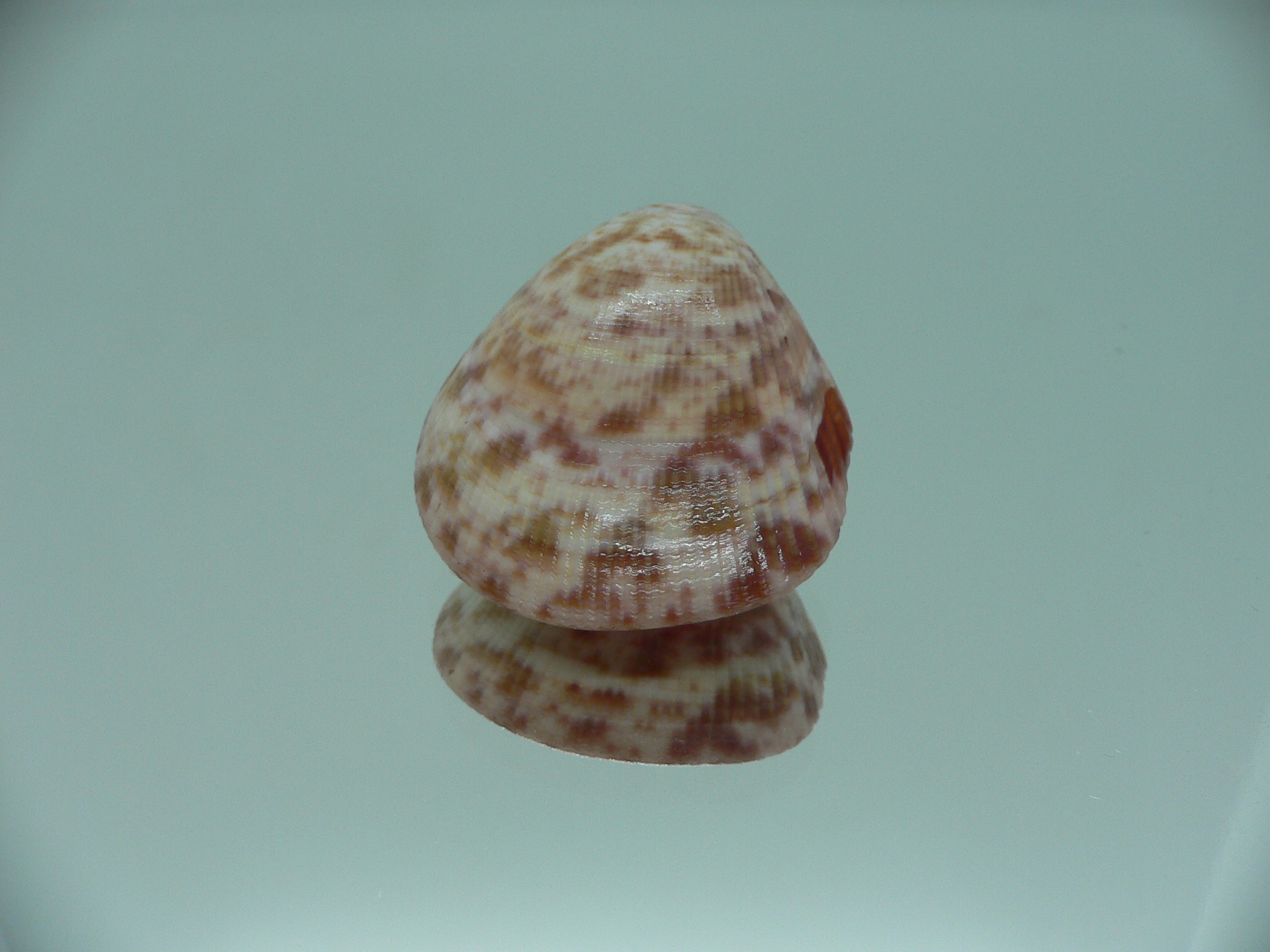 Acrosterigma biradiatum COLOR