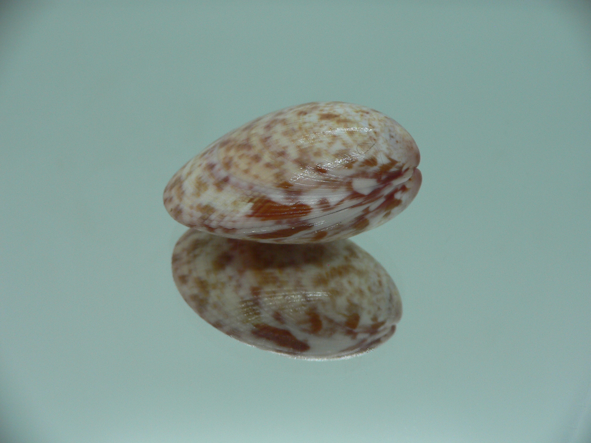 Acrosterigma biradiatum COLOR