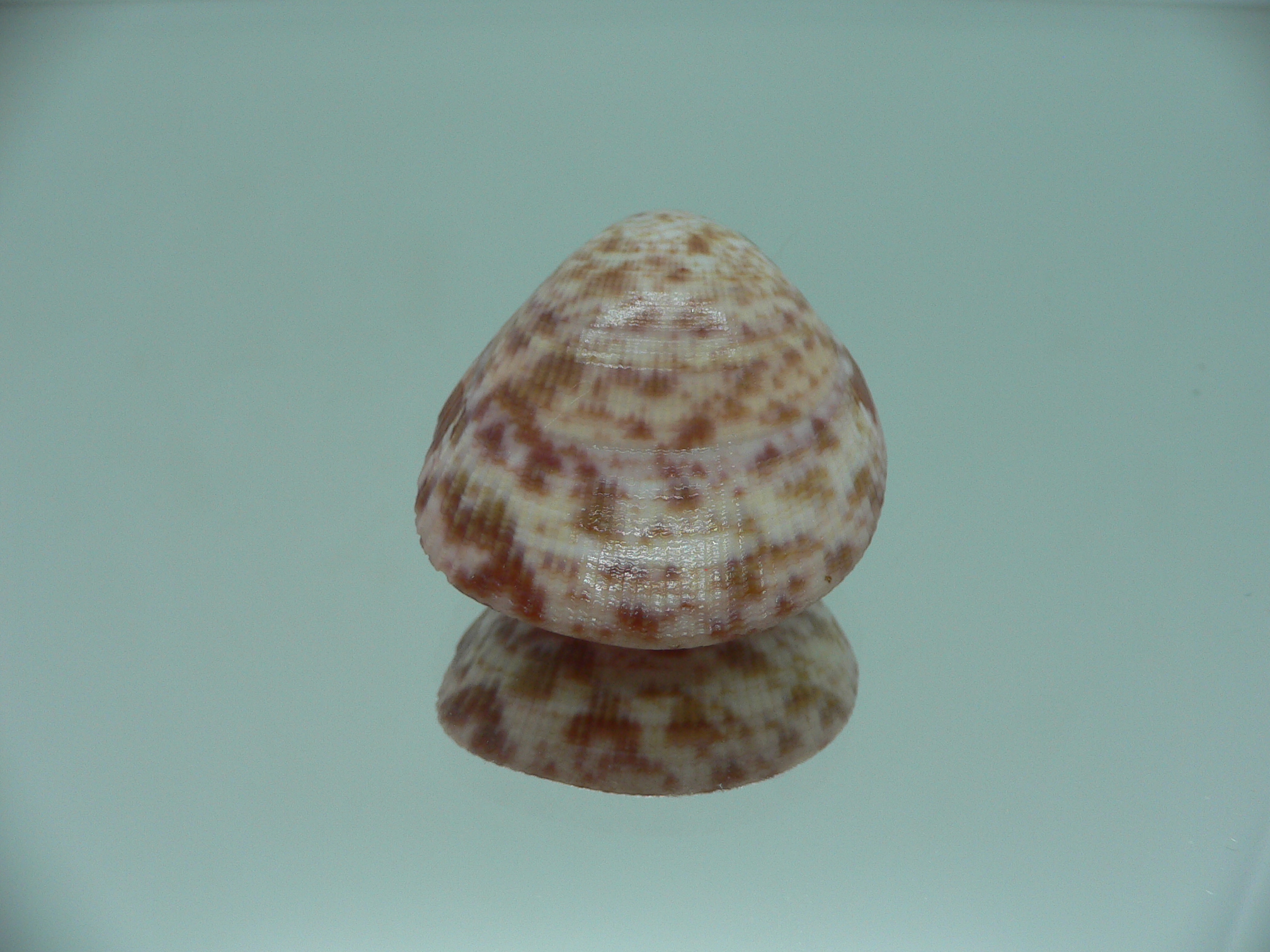 Acrosterigma biradiatum COLOR