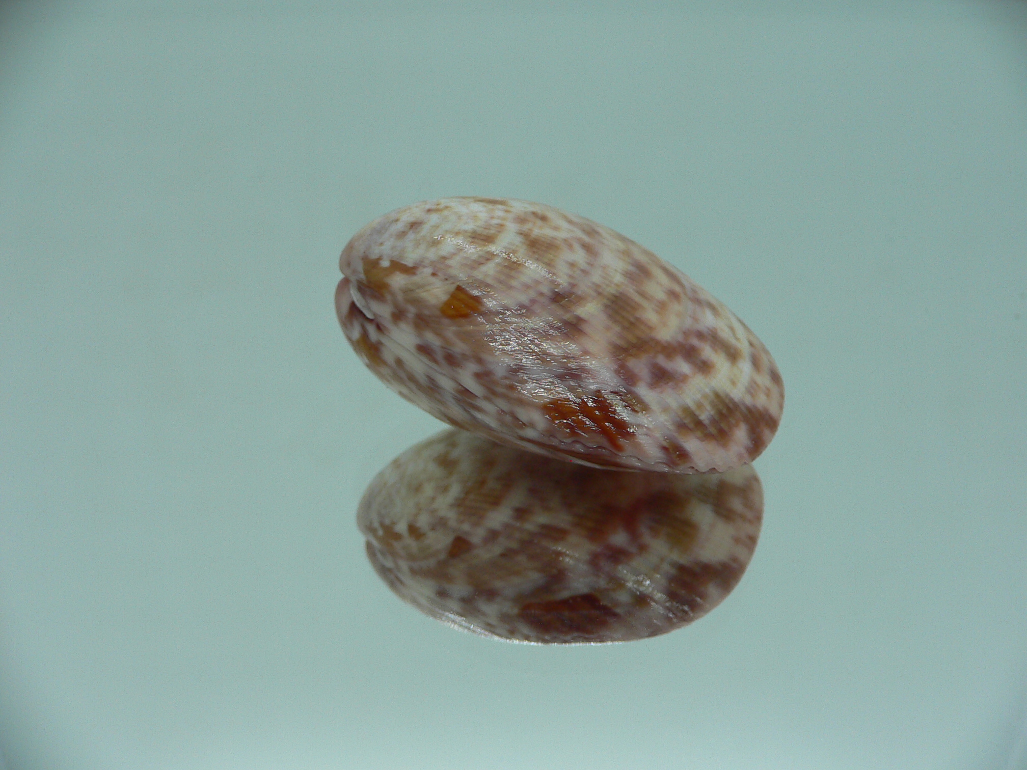 Acrosterigma biradiatum COLOR