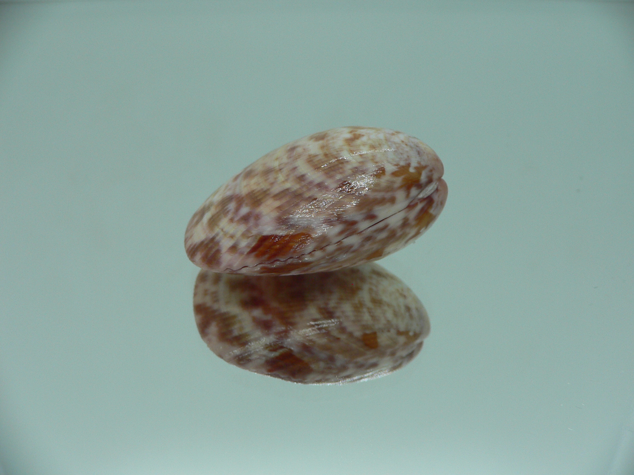 Acrosterigma biradiatum COLOR