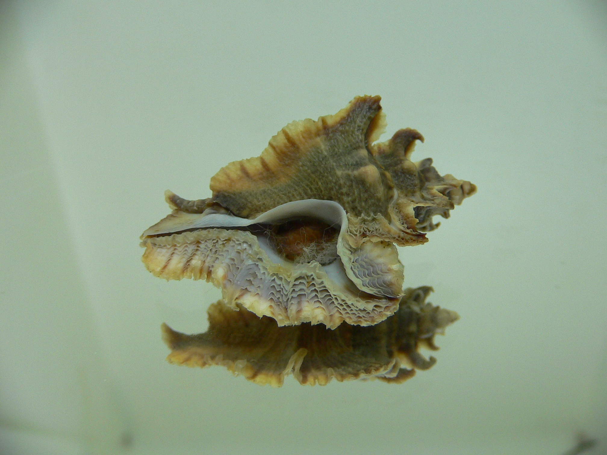 Pterochelus akation BROWN