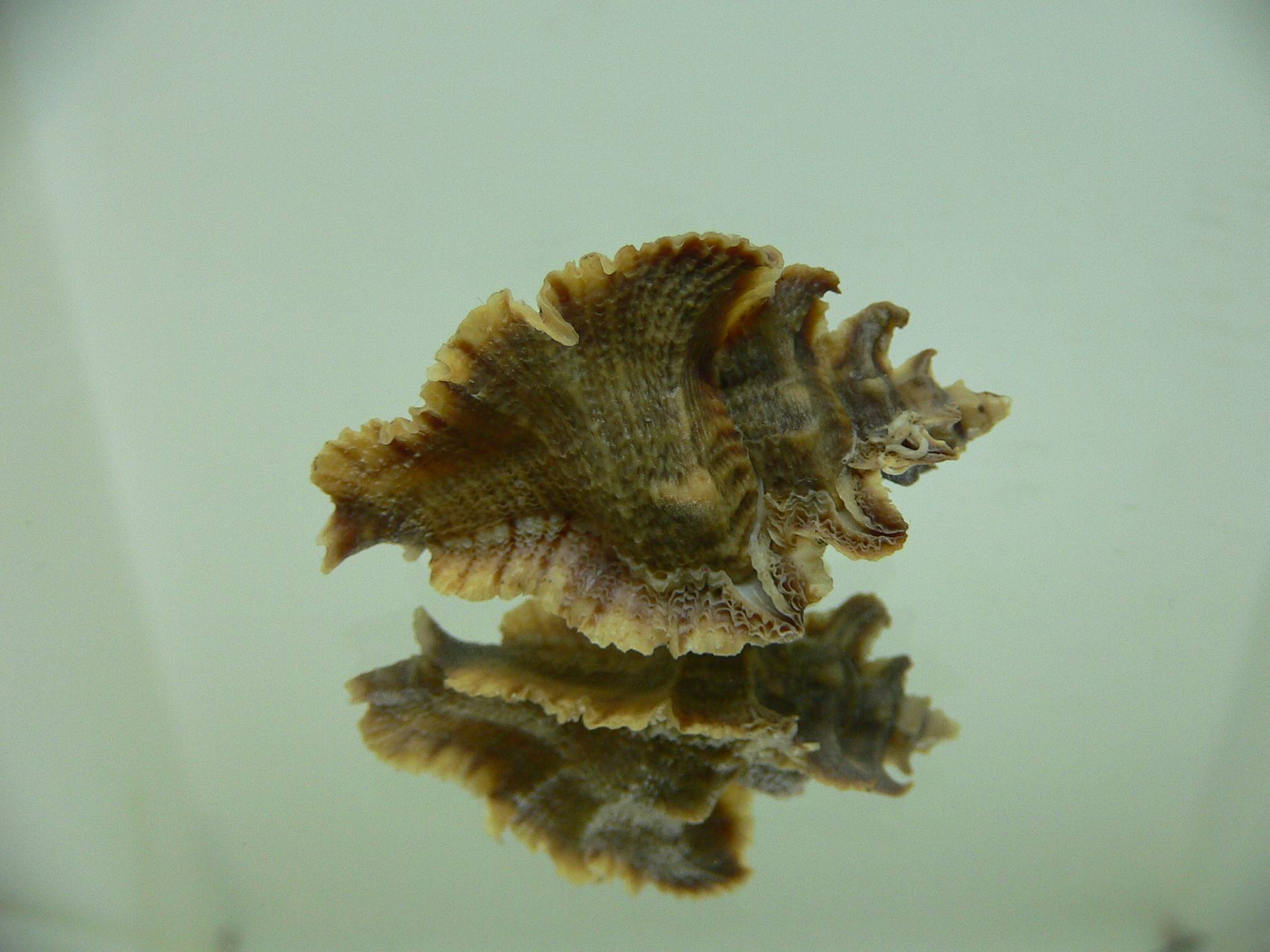 Pterochelus akation BROWN