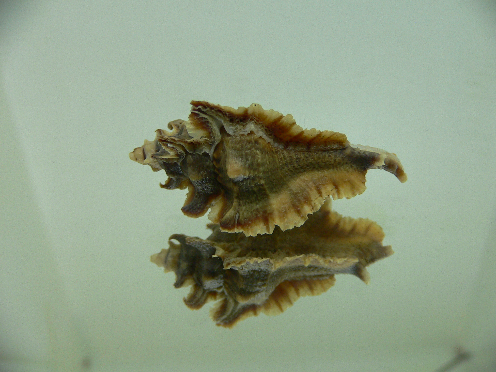 Pterochelus akation BROWN