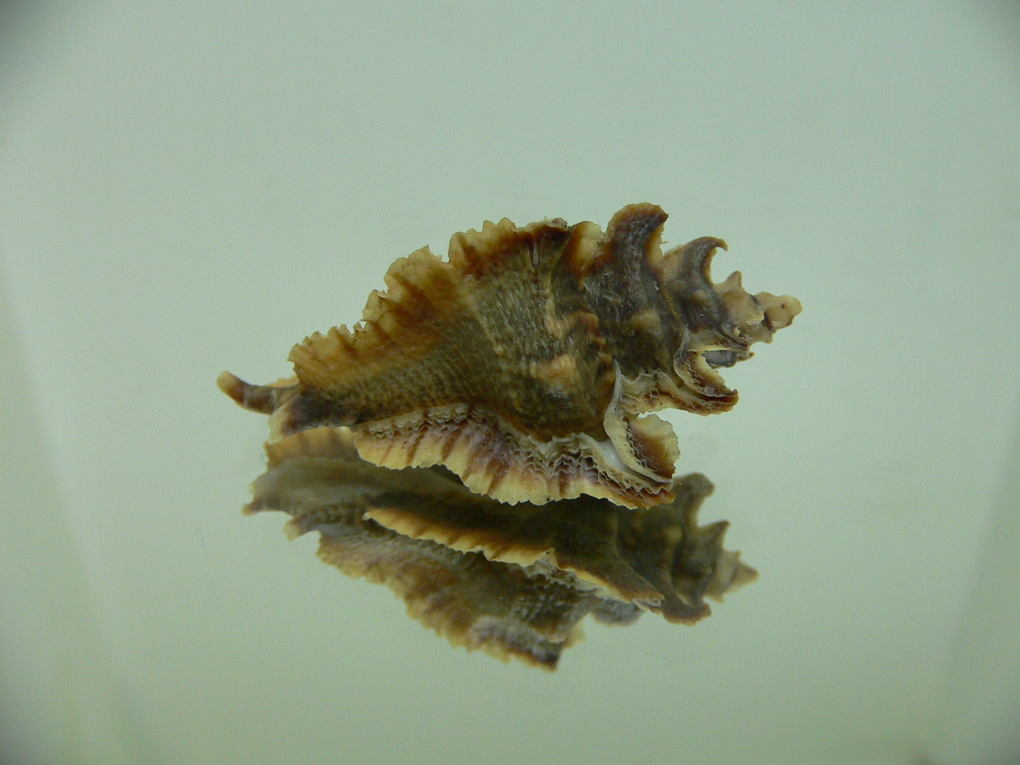 Pterochelus akation BROWN