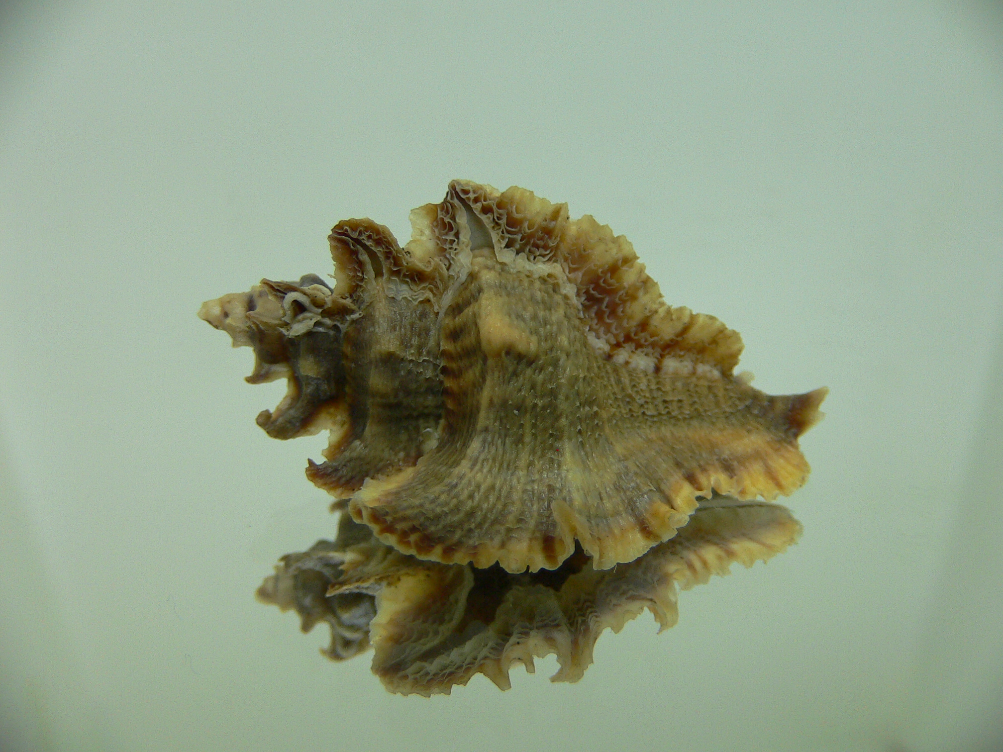Pterochelus akation BROWN