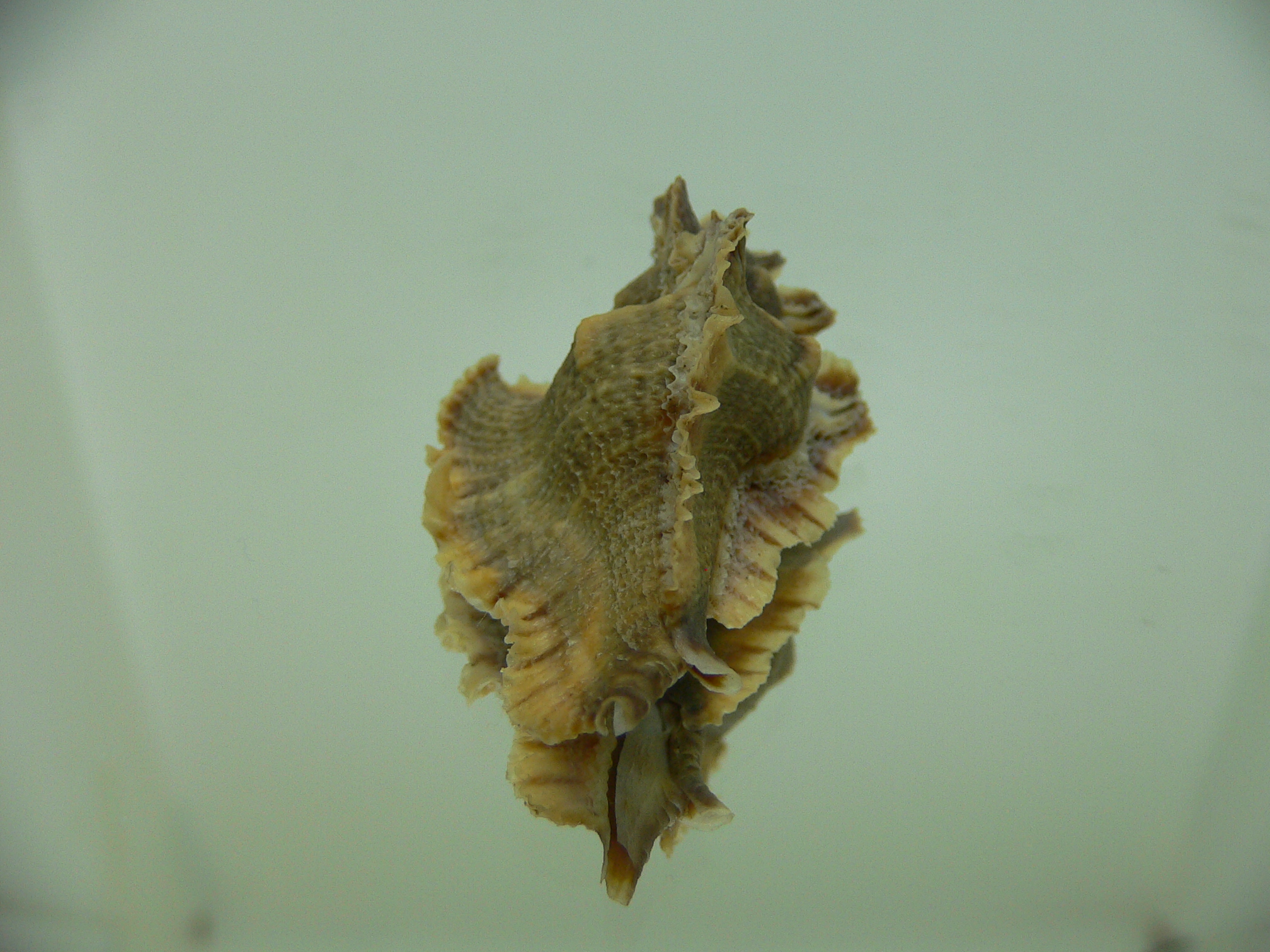 Pterochelus akation BROWN