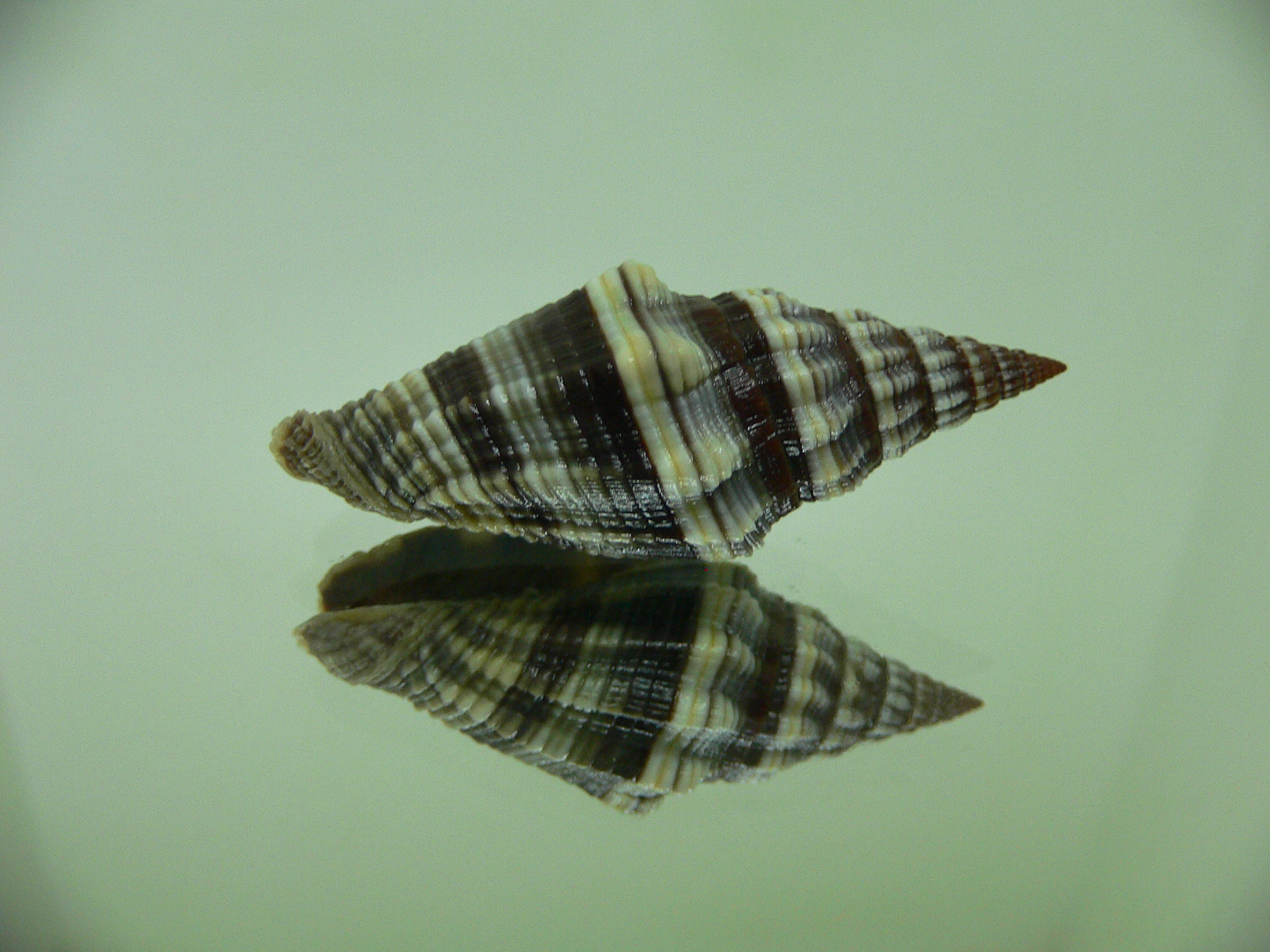 Vexillum rugosum