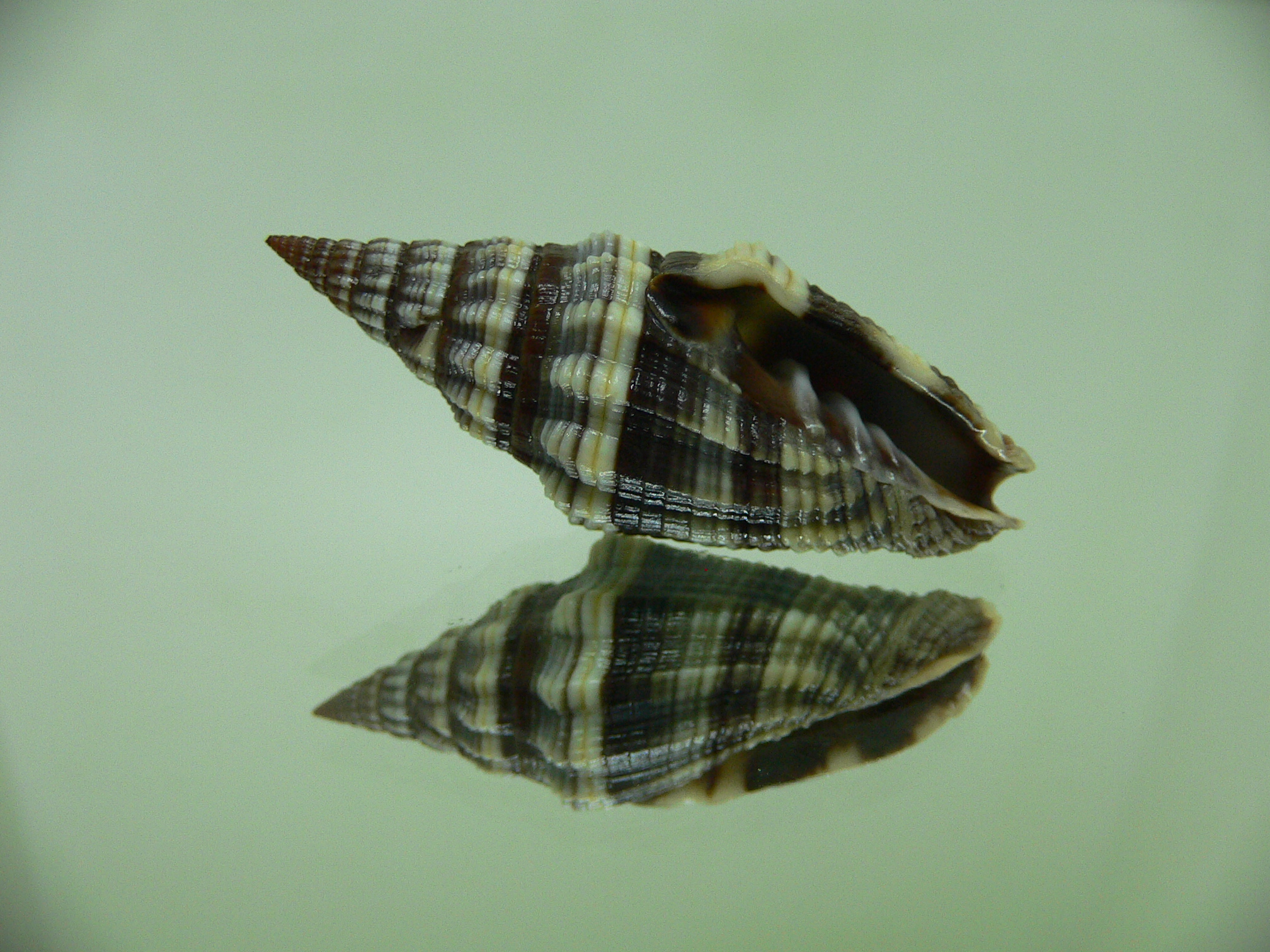 Vexillum rugosum