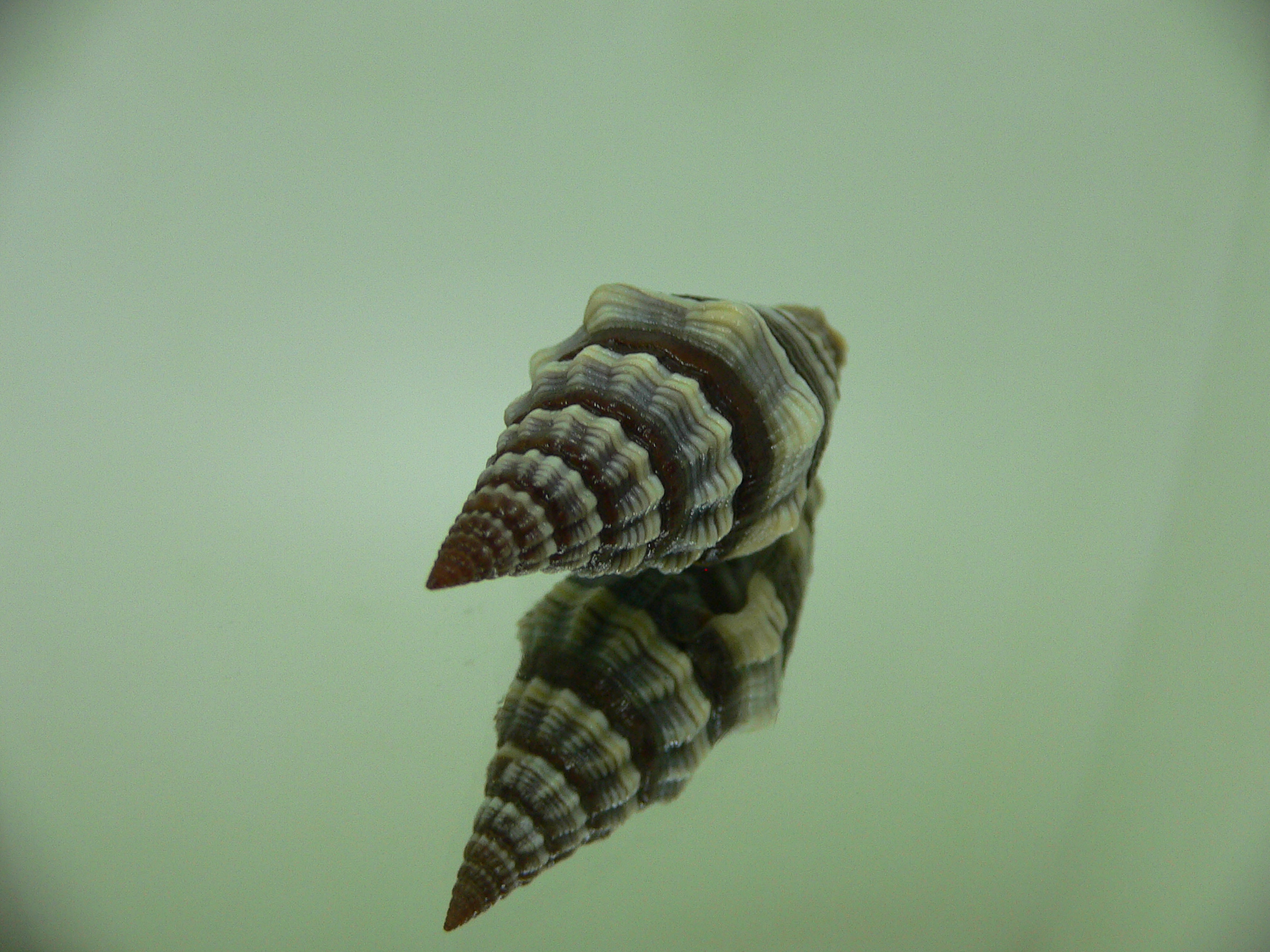 Vexillum rugosum