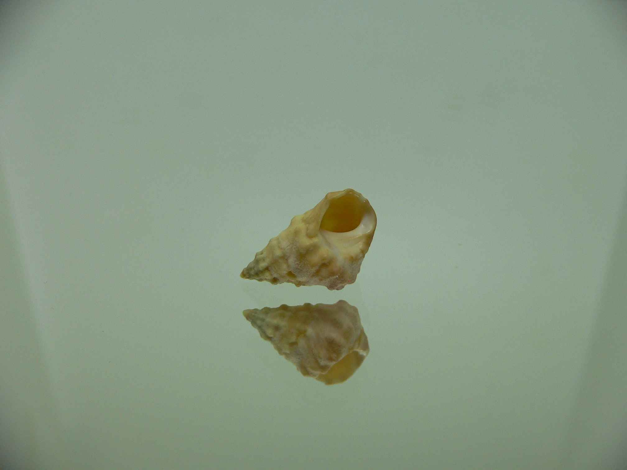 Echinolittorina cf. pascua ELONGATE GIANT
