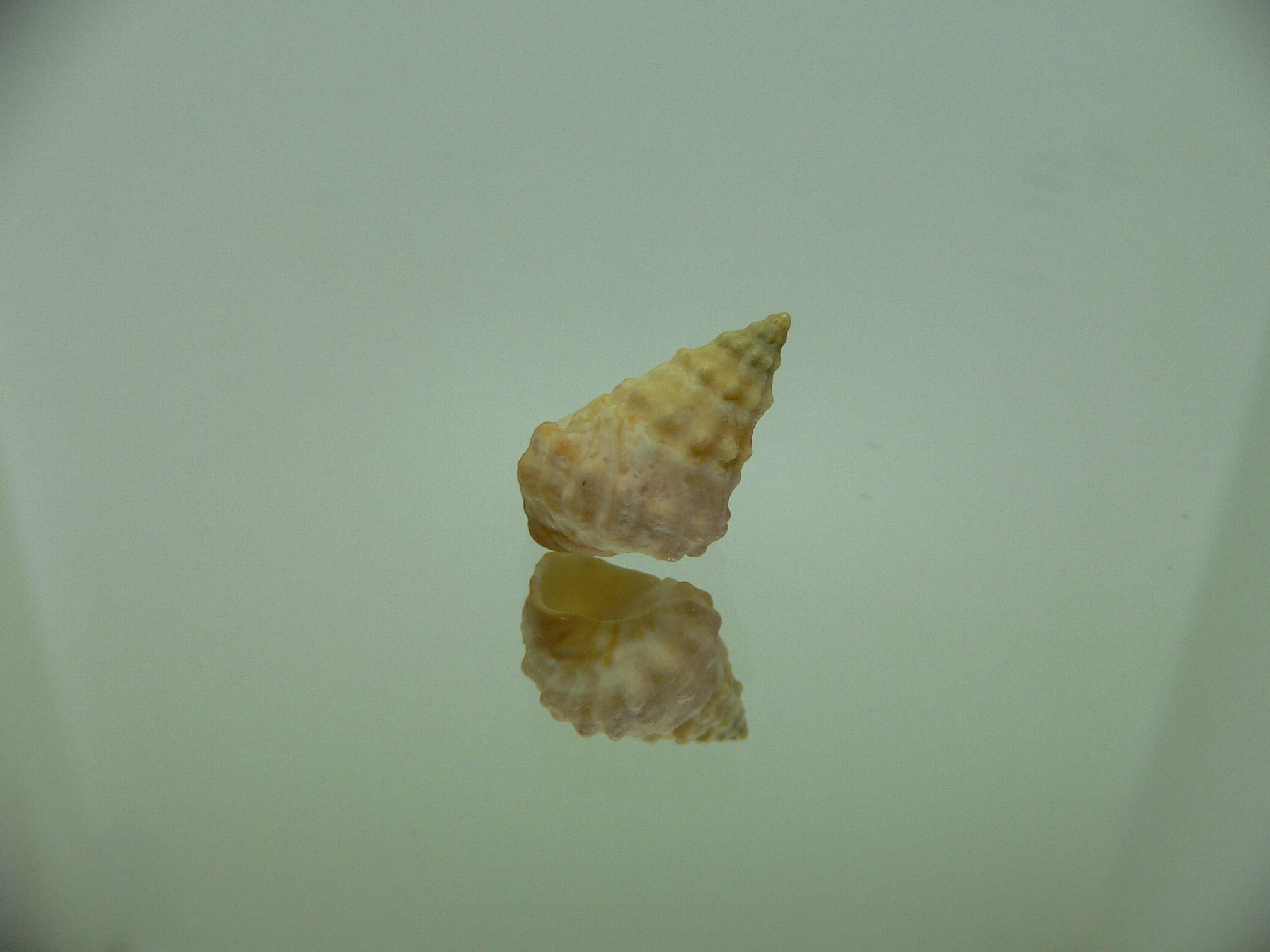 Echinolittorina cf. pascua ELONGATE GIANT