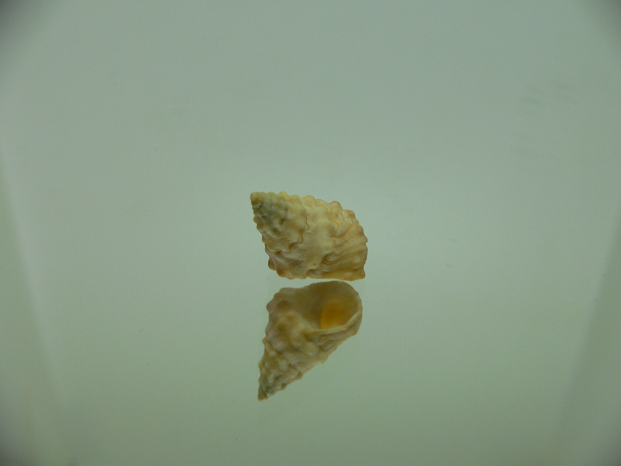 Echinolittorina cf. pascua ELONGATE GIANT