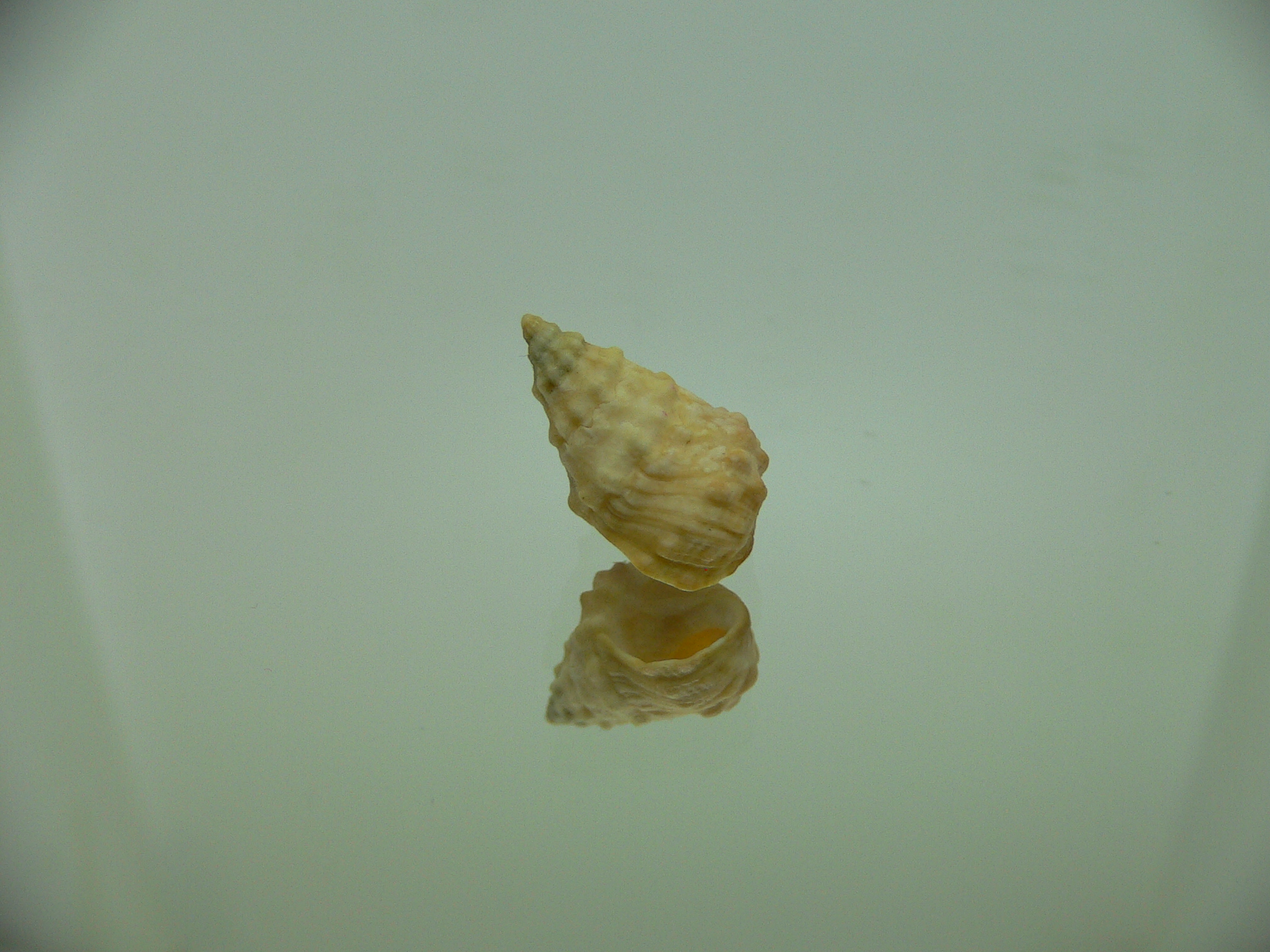 Echinolittorina cf. pascua ELONGATE GIANT