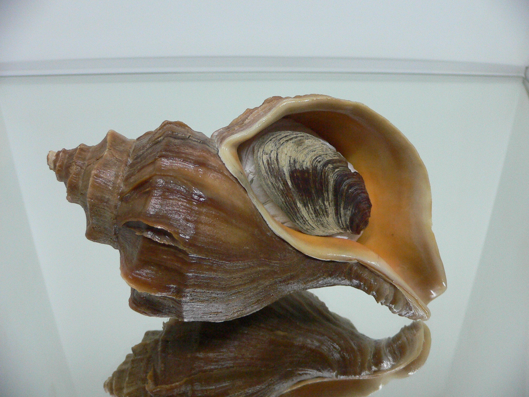 Neptunea polycostata polycostata CURLY