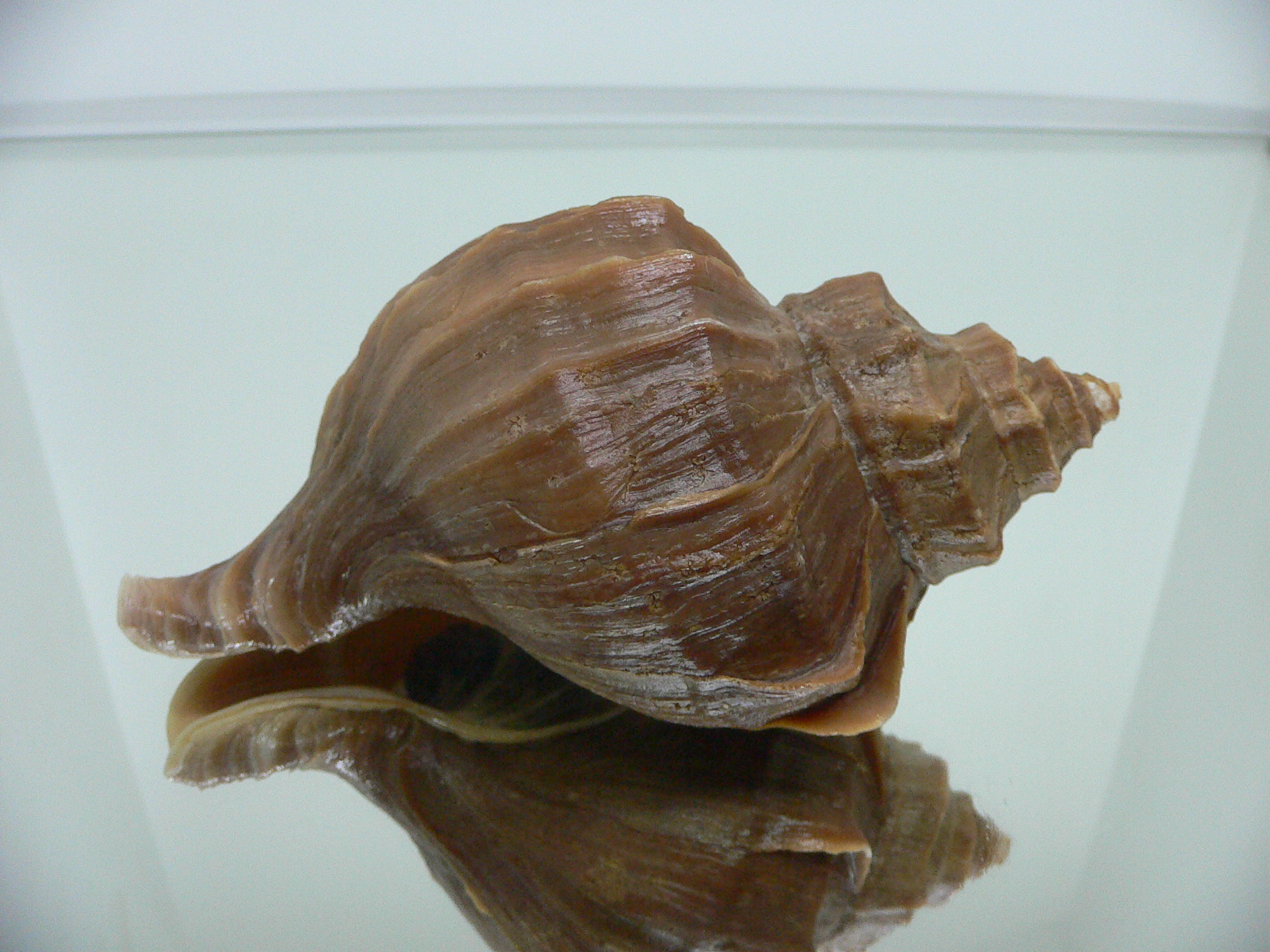 Neptunea polycostata polycostata CURLY
