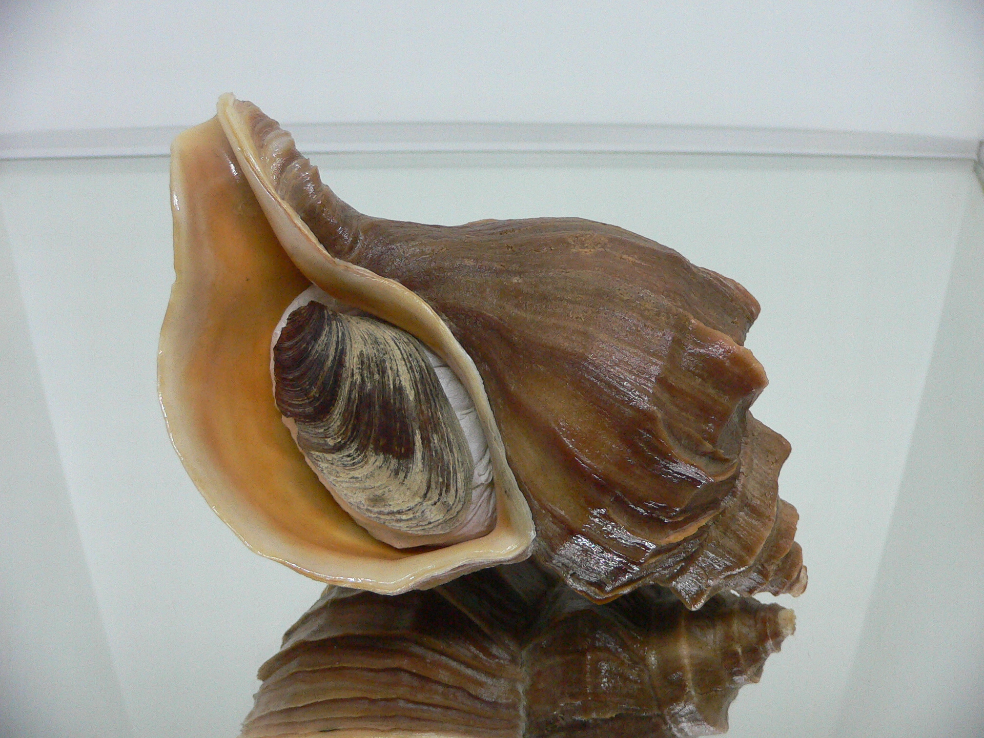 Neptunea polycostata polycostata CURLY