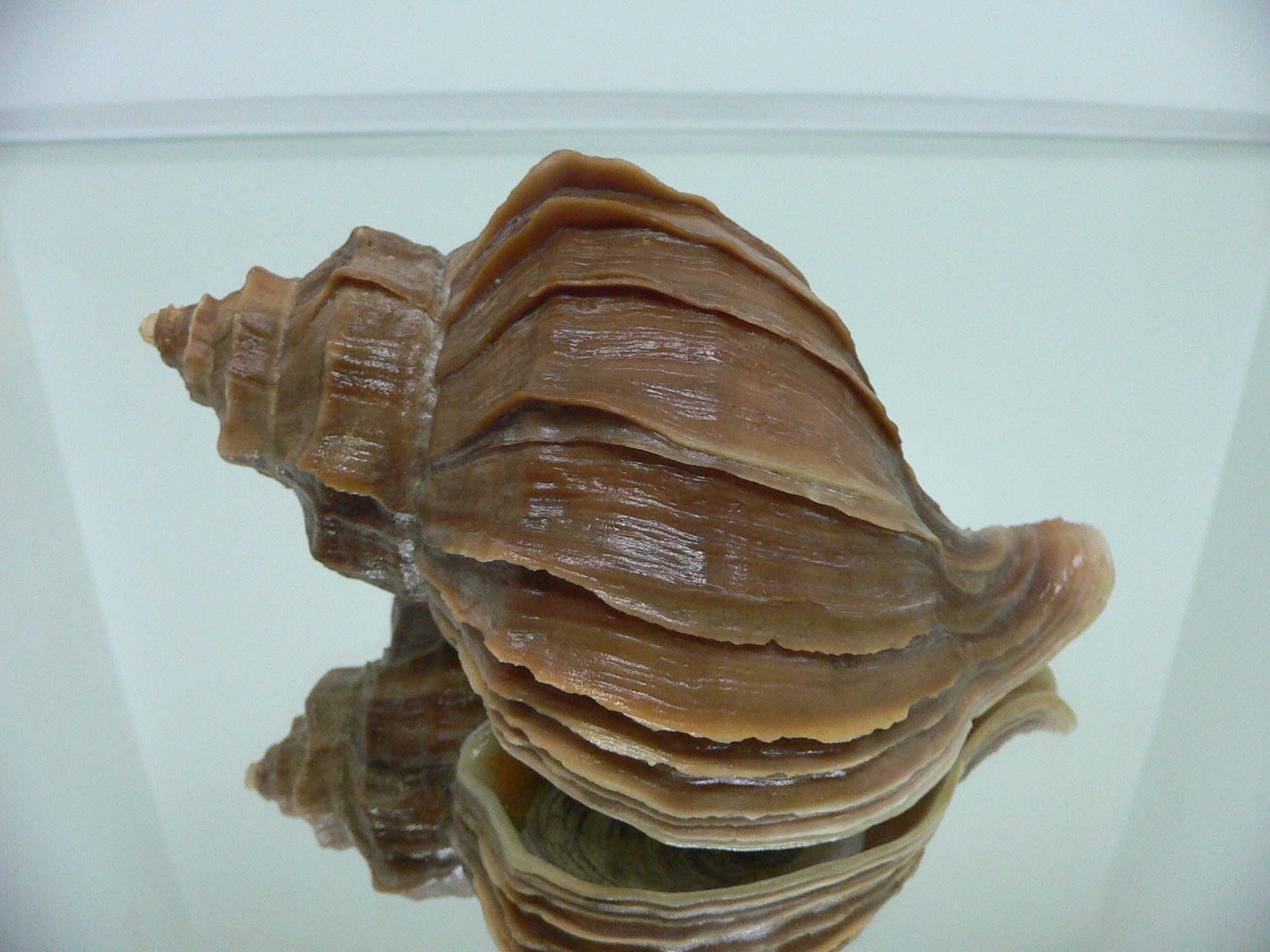 Neptunea polycostata polycostata CURLY