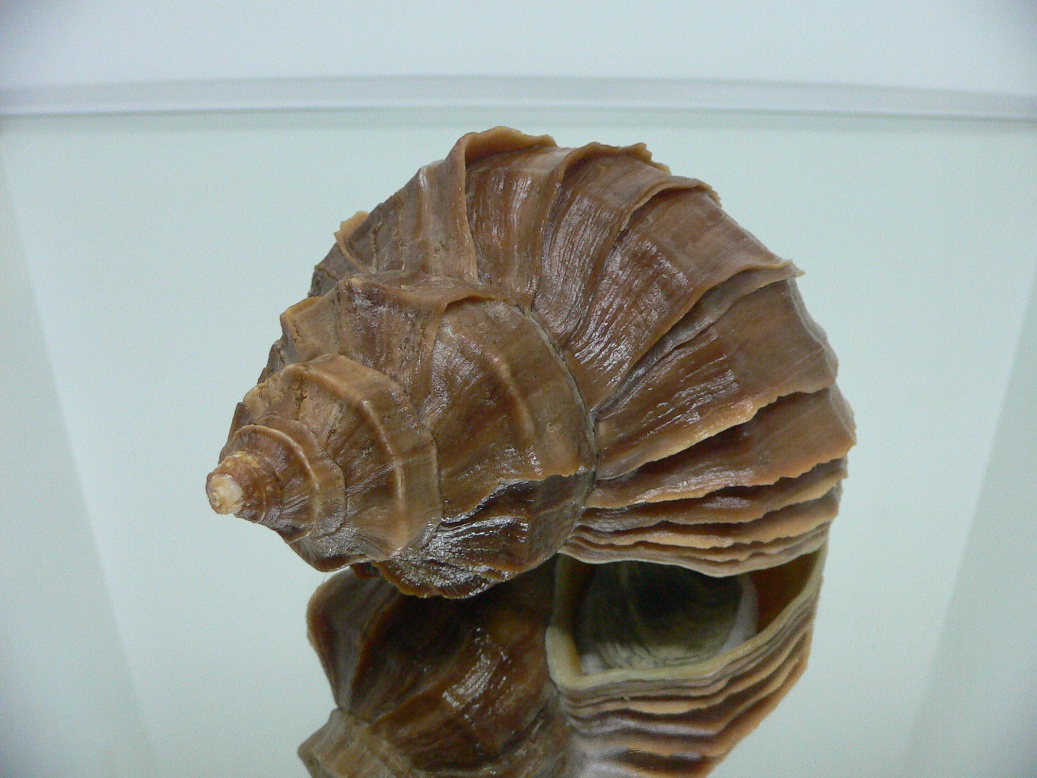 Neptunea polycostata polycostata CURLY