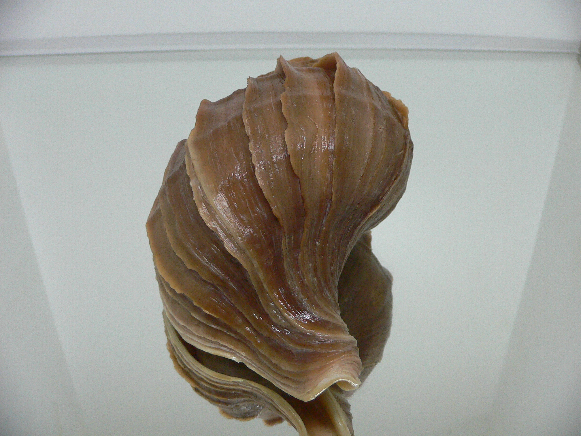 Neptunea polycostata polycostata CURLY