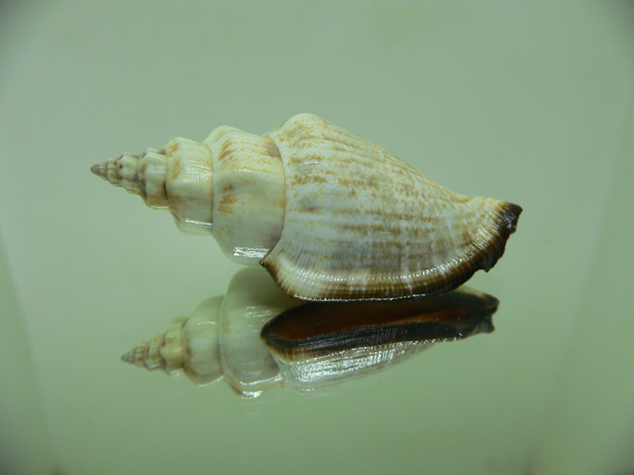 Canarium urceus ustulatum (var.)