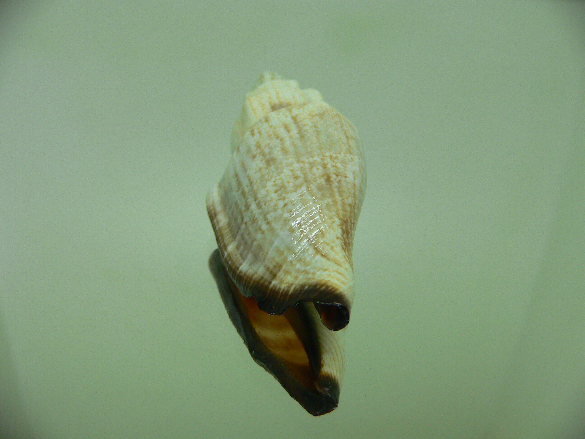 Canarium urceus ustulatum (var.)