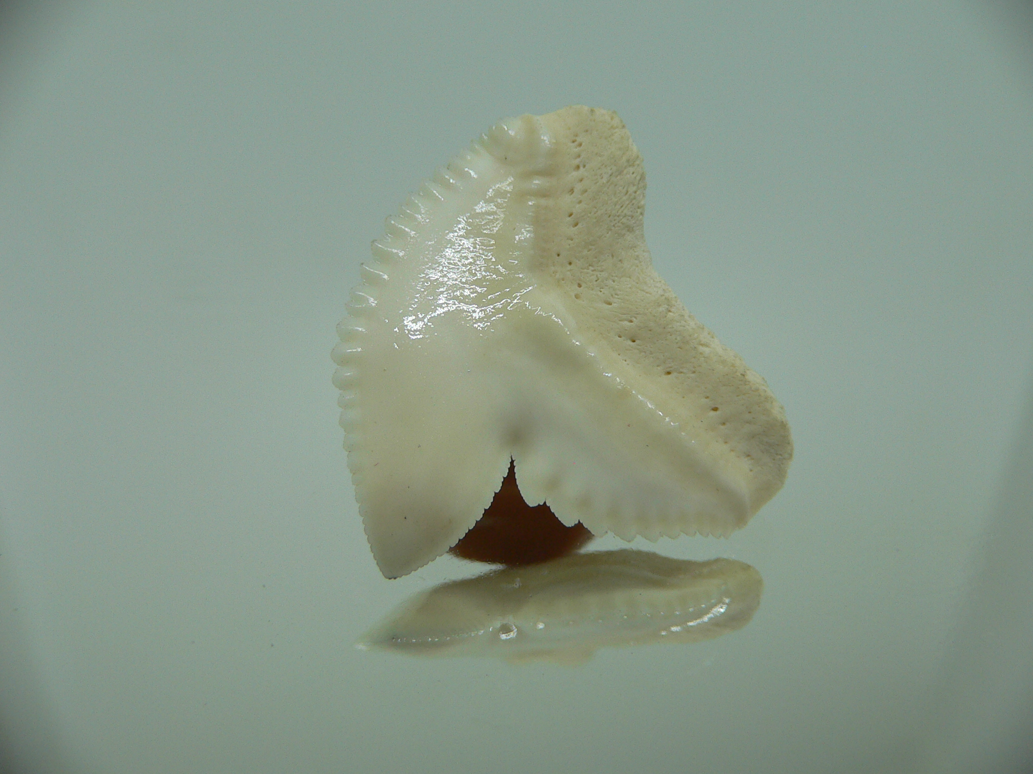 Galeocerdo cuvier Зуб ТИГРОВОЙ акулы